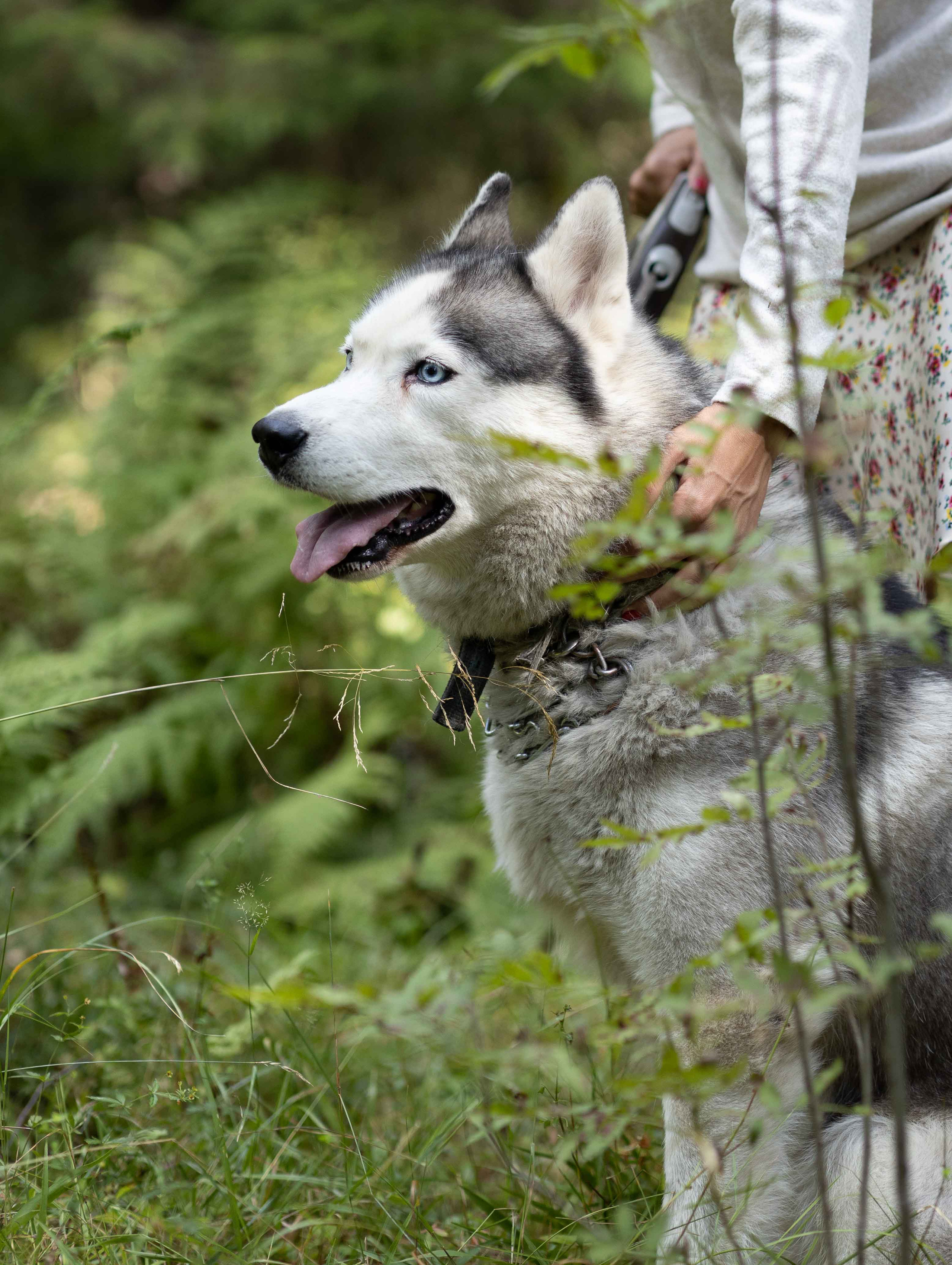 Люба и Гермес. Фотосессия в лесу. Портретный фотограф Екатерина Лысенко, Москва