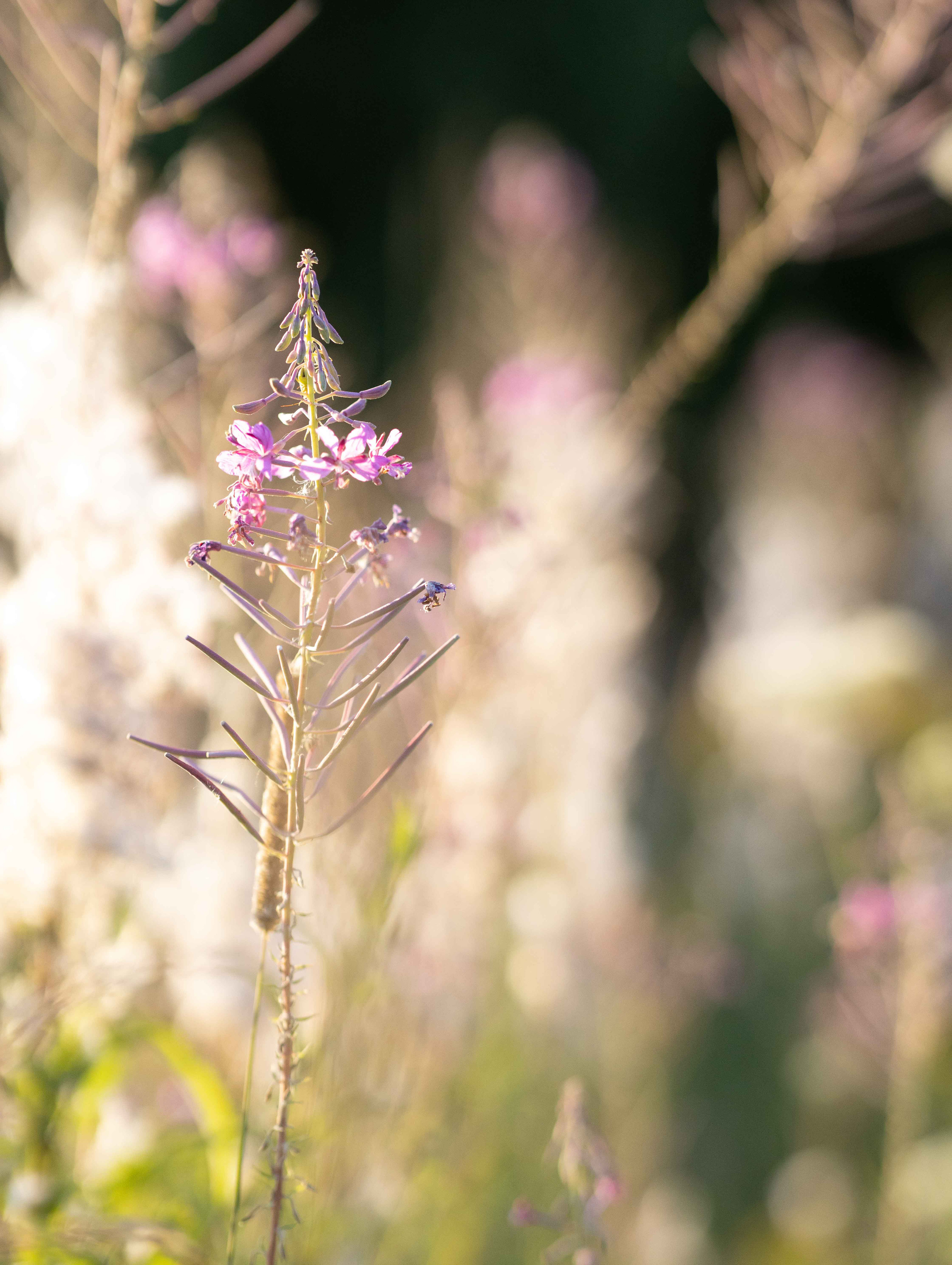 Фото с полевыми цветами. Портретный фотограф Екатерина Лысенко, Москва