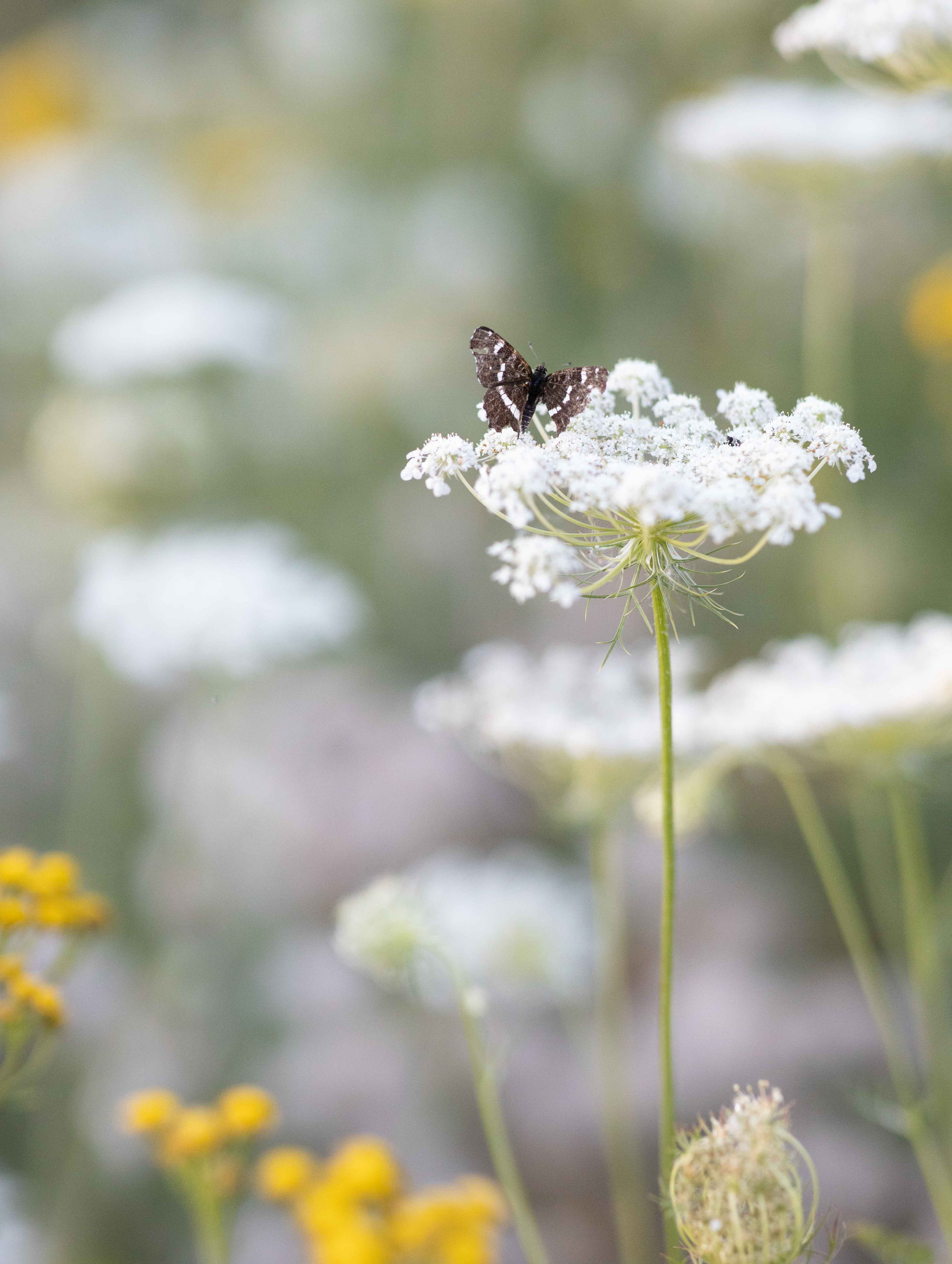 Фото с полевыми цветами. Портретный фотограф Екатерина Лысенко, Москва