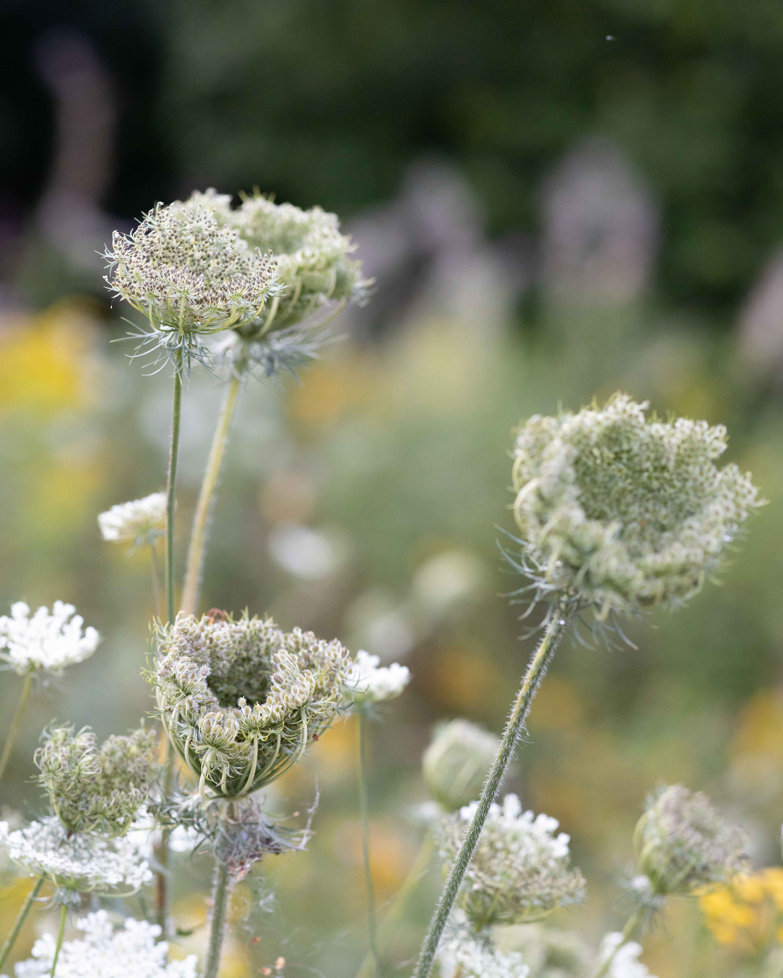 Фотопрогулка в поле. Портретный фотограф Екатерина Лысенко, Москва