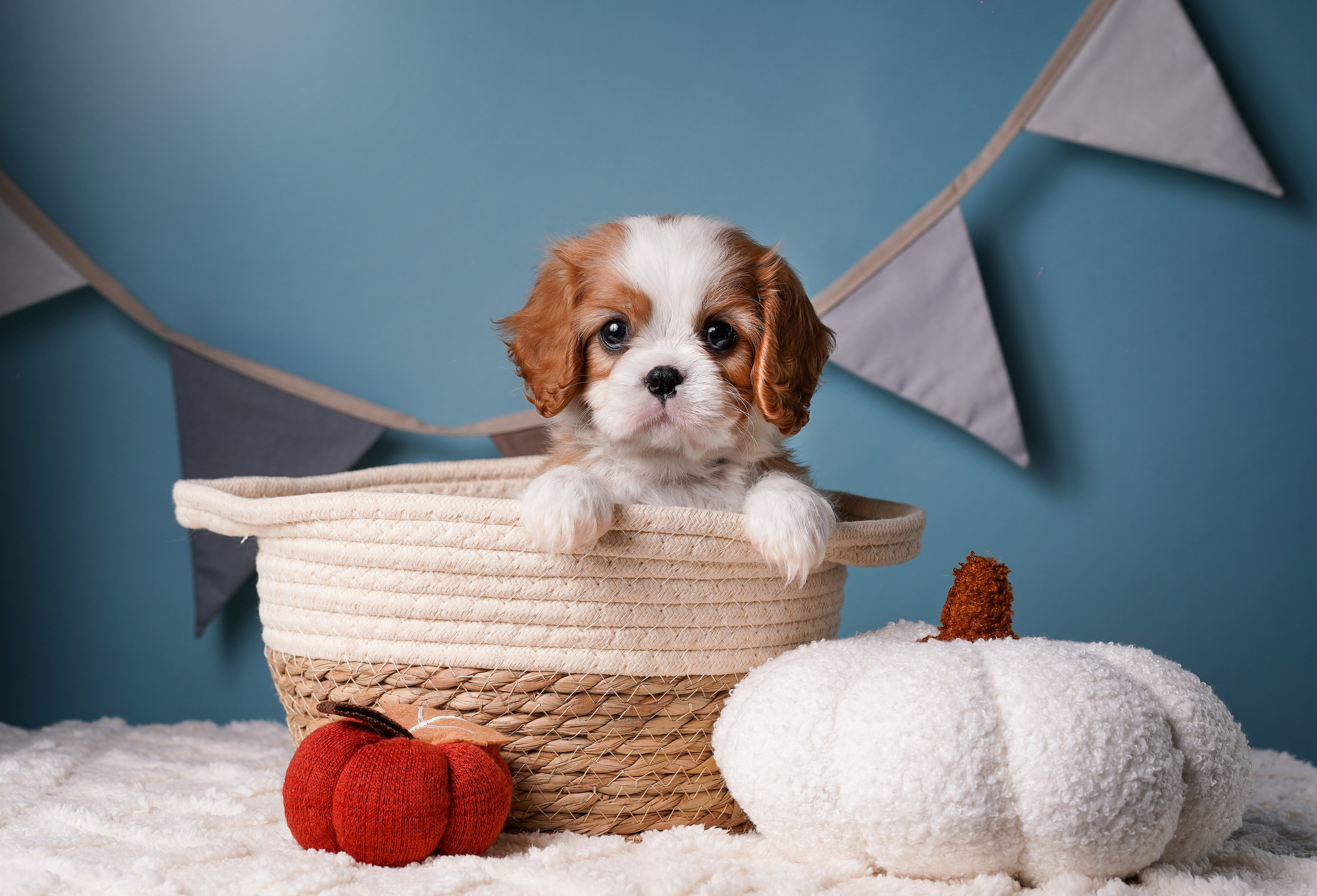 Щенки кавалера. Фотограф-анималист в Санкт-Петербурге Яна Мартынова