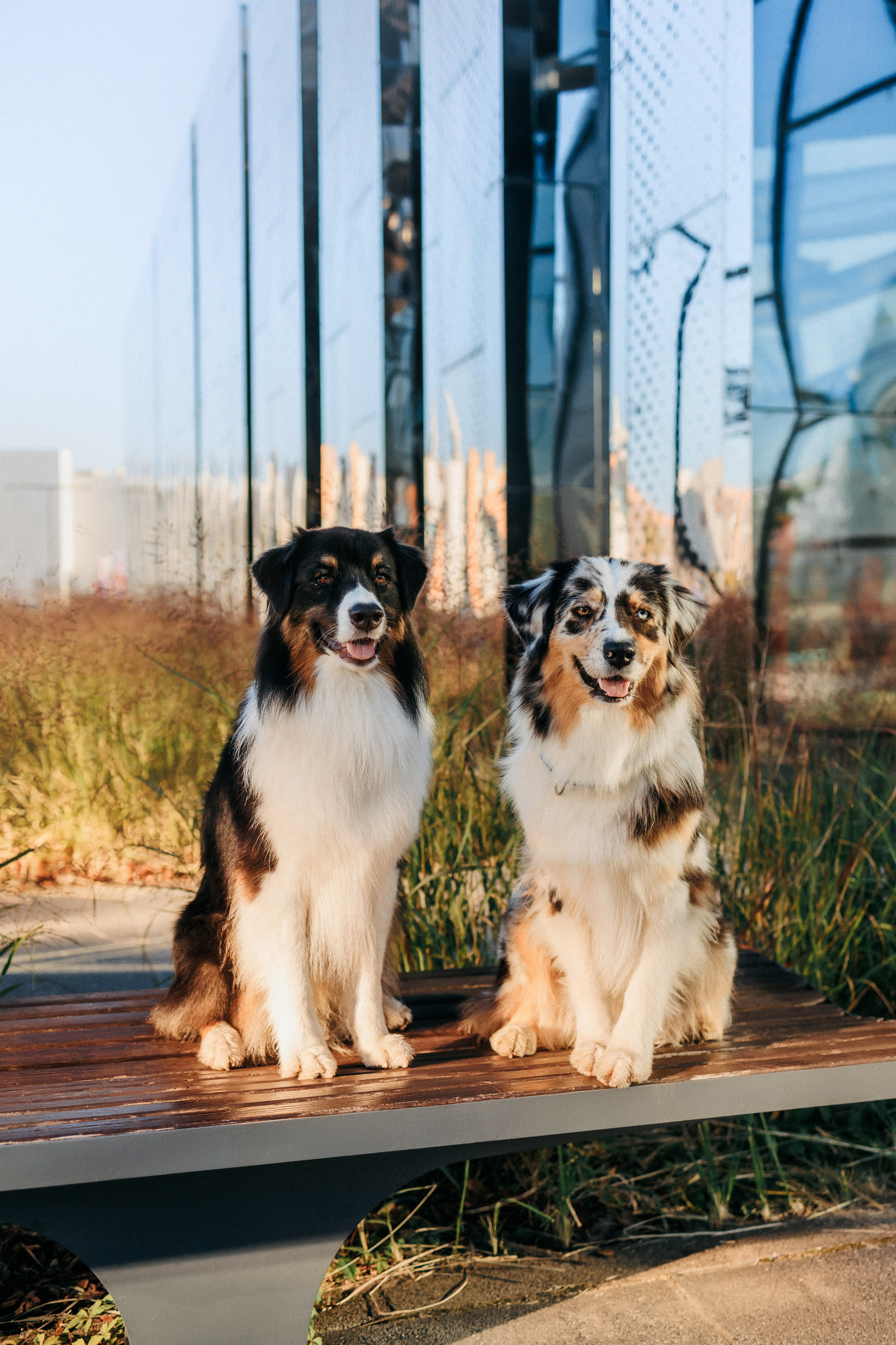 Аня, Чарли и Ева. Фотограф-анималист Елена Радченко, Москва
