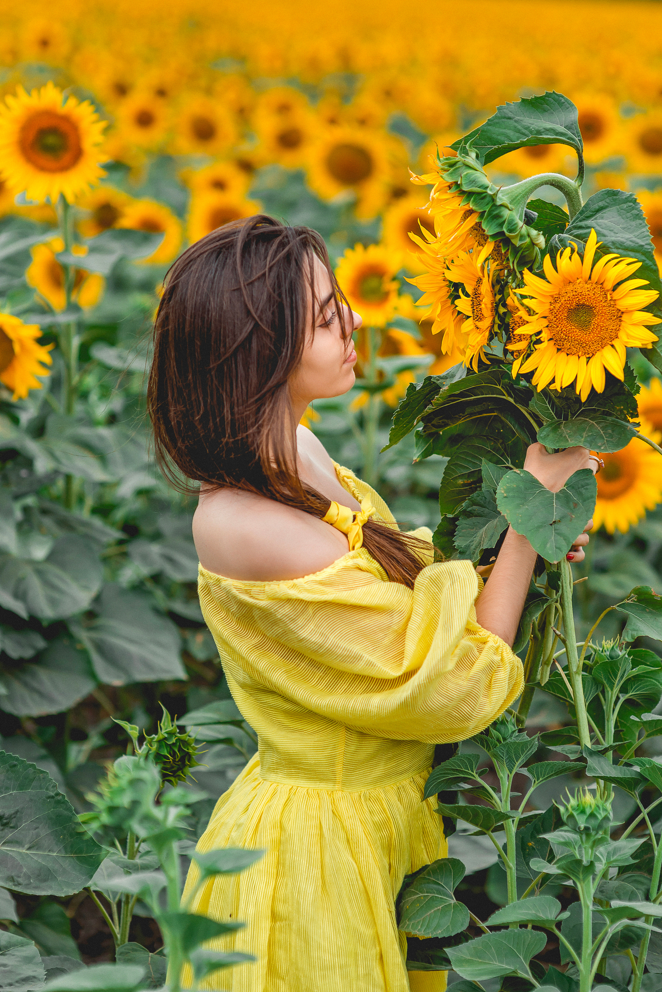 Красивые съемки в подсолнухах. Семейный и детский фотограф Наталья Горда