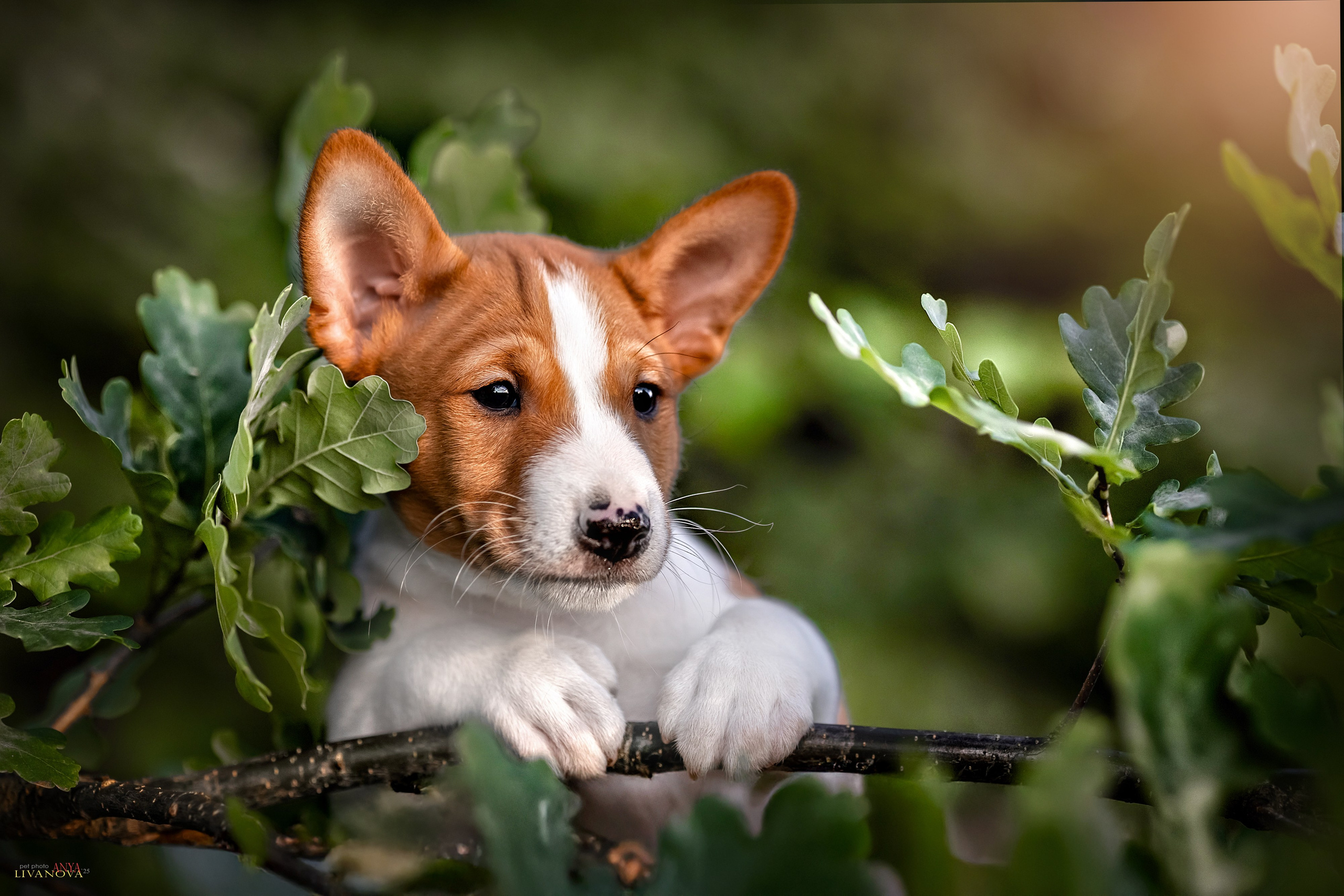Басенджи. Фотограф анималист Аня Ливанова | Рыбинск