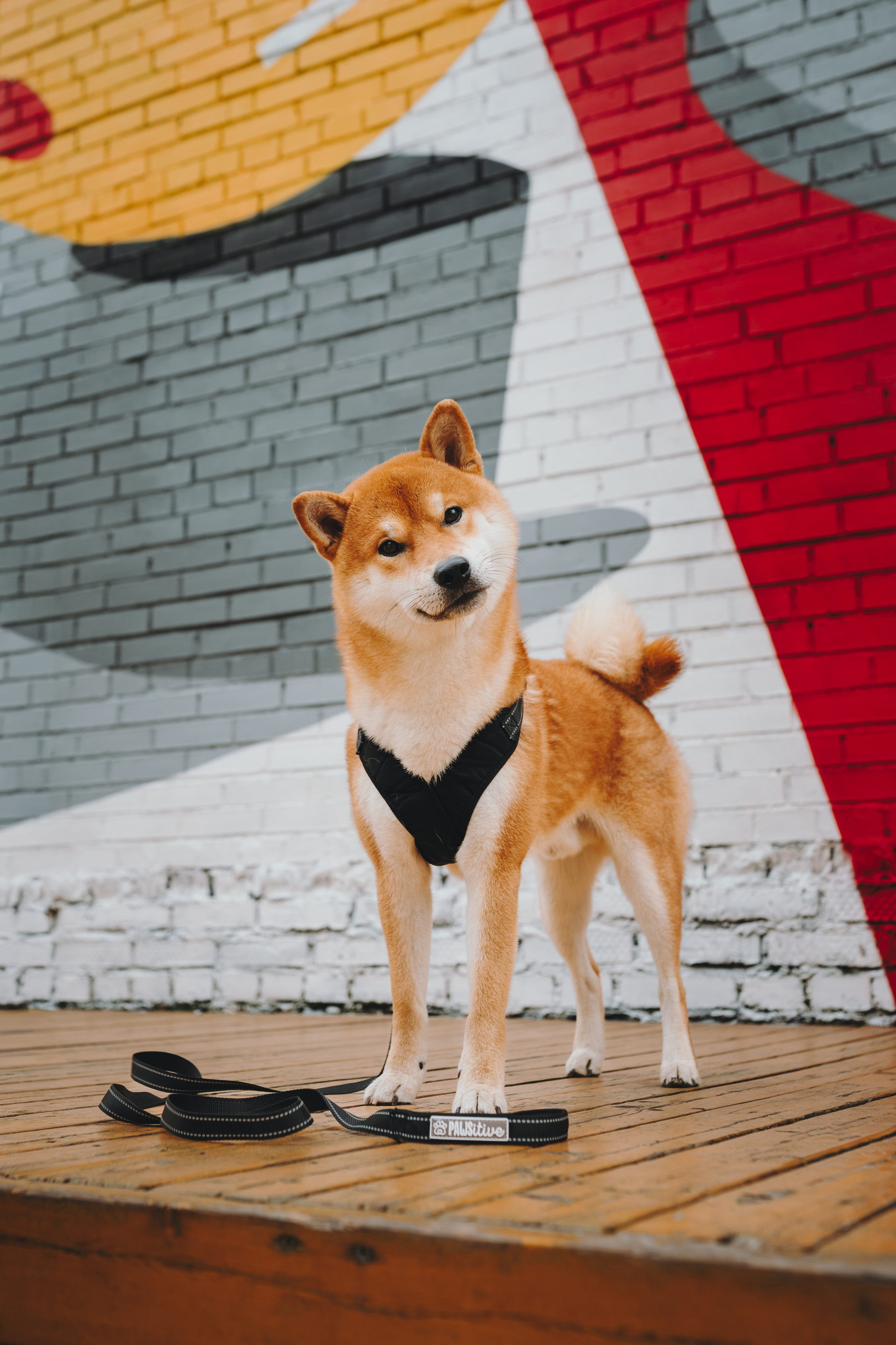 Pawsitive. Семейный фотограф анималист Ананьева Мария — Москва