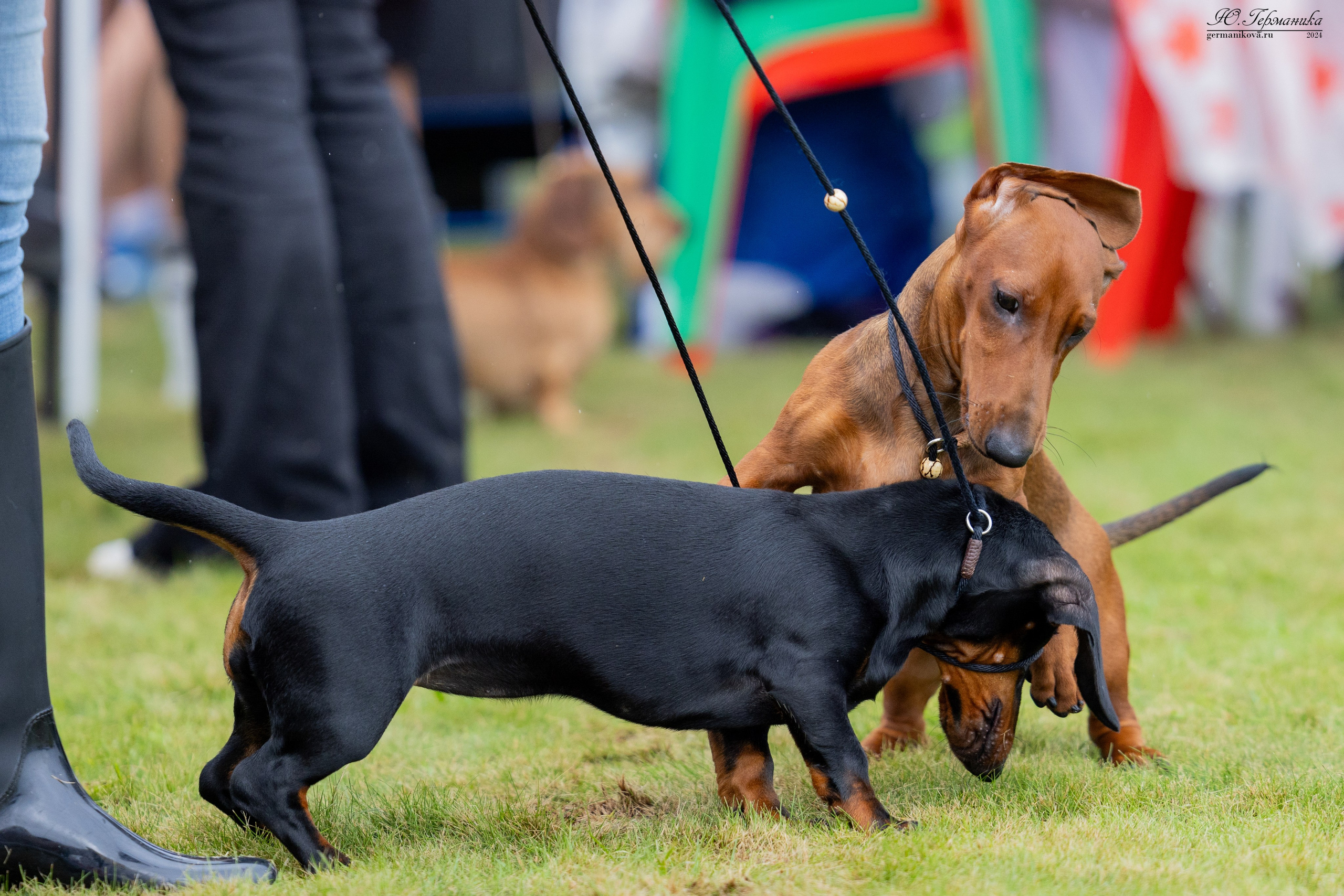 Ярославль 21.07.24 и Балашиха 13.07.24. Фотограф-анималист Юлия Германика
