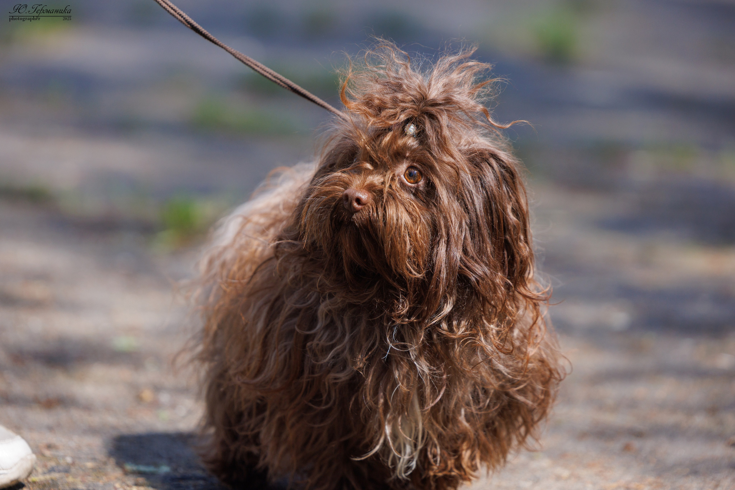 Тверь 24.05.2025. Фотограф-анималист Юлия Германика