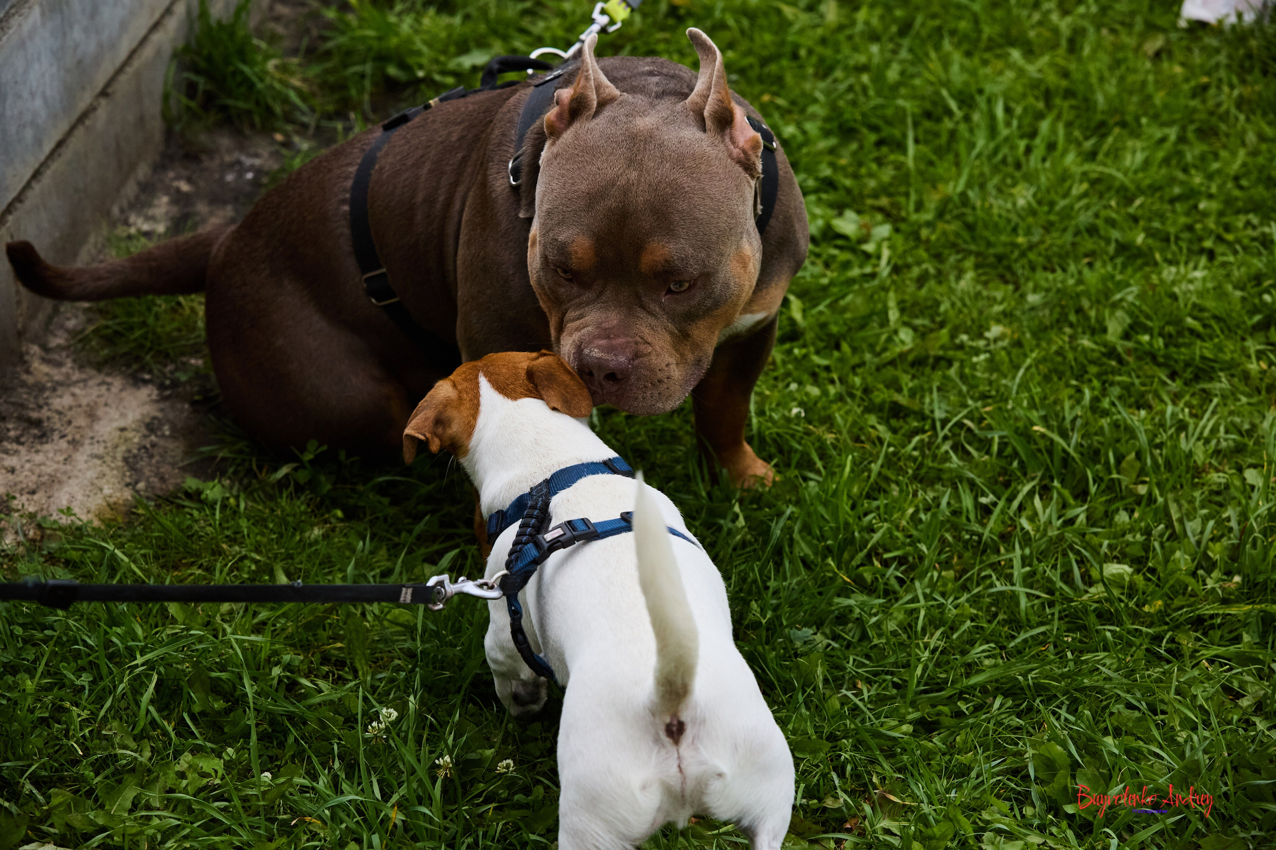 Проект фотопрогулка с хвостиком. Buyvolenko Andrey