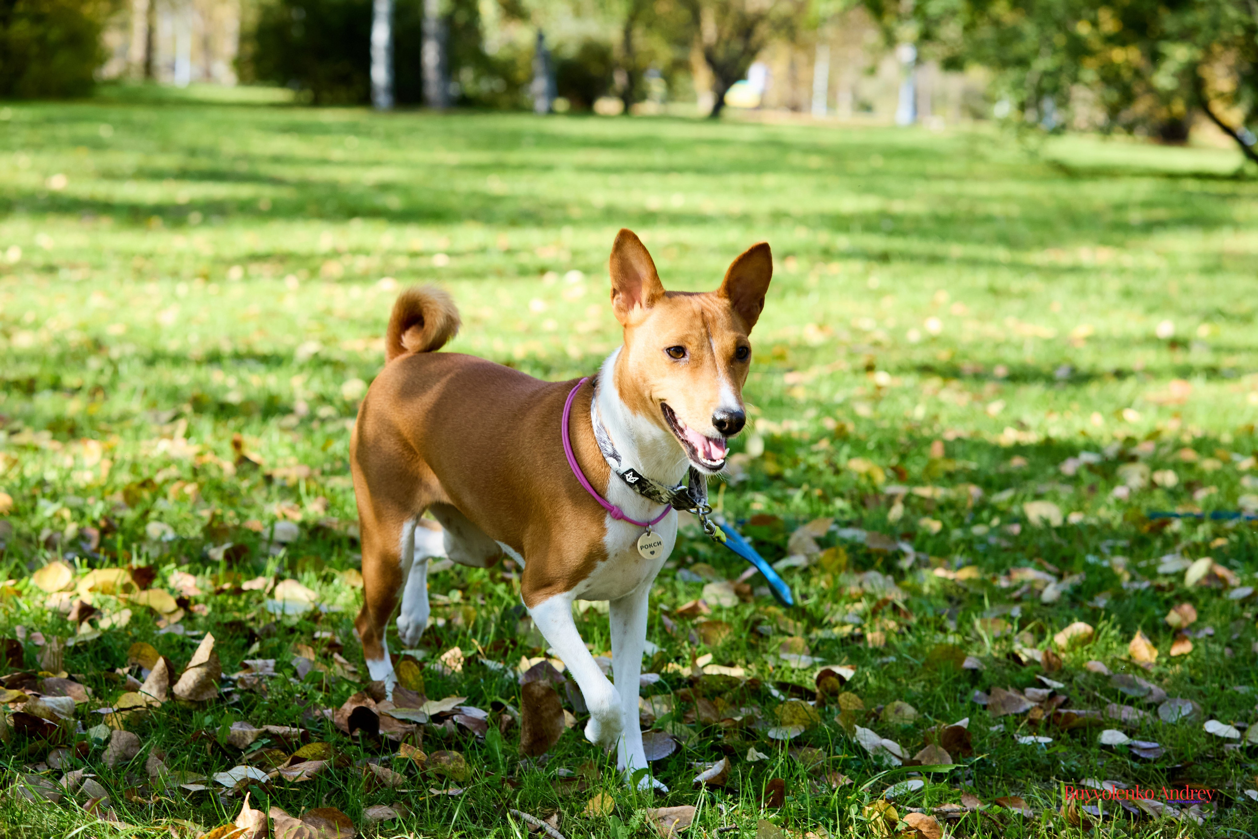 Басенджи и Аусси 21.09.2025. Buyvolenko Andrey