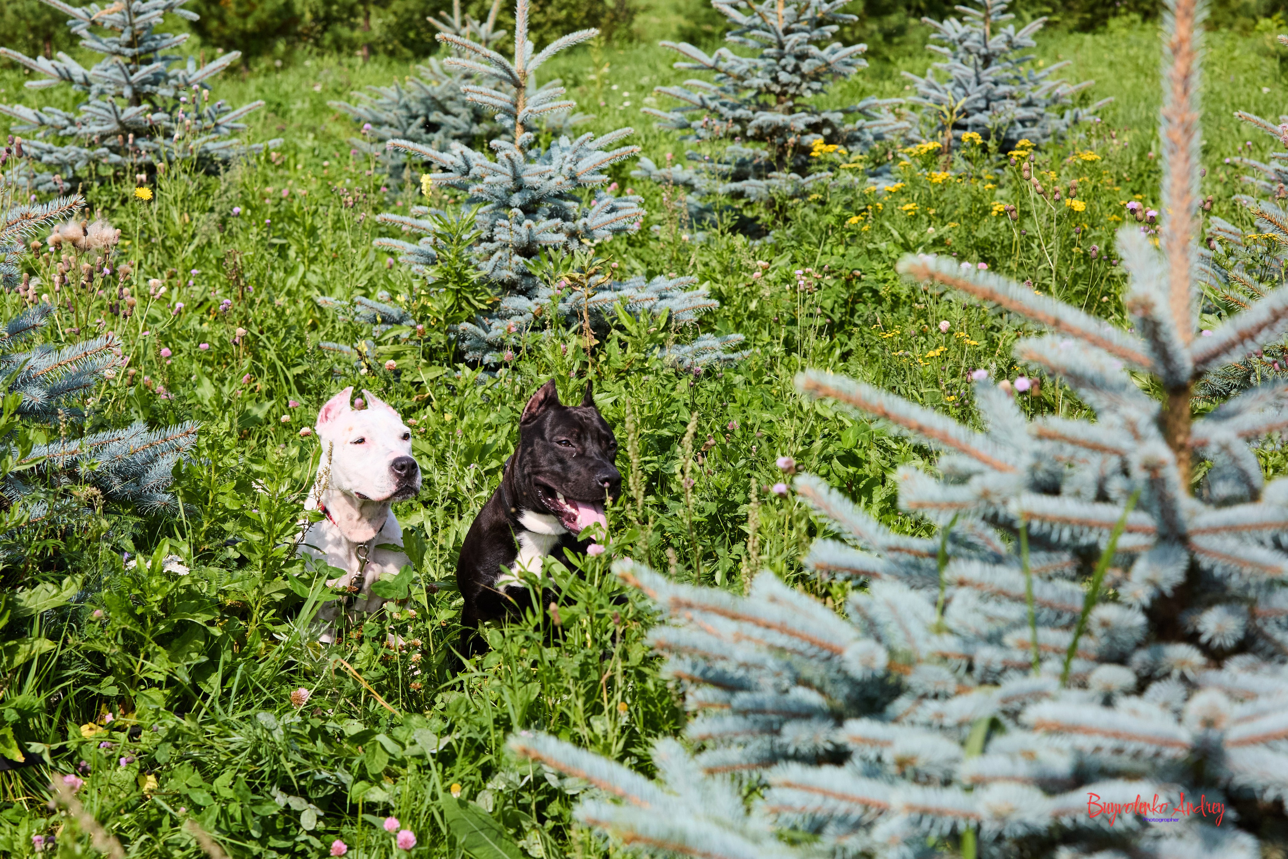 Проект фотопрогулка с хвостиком. Buyvolenko Andrey