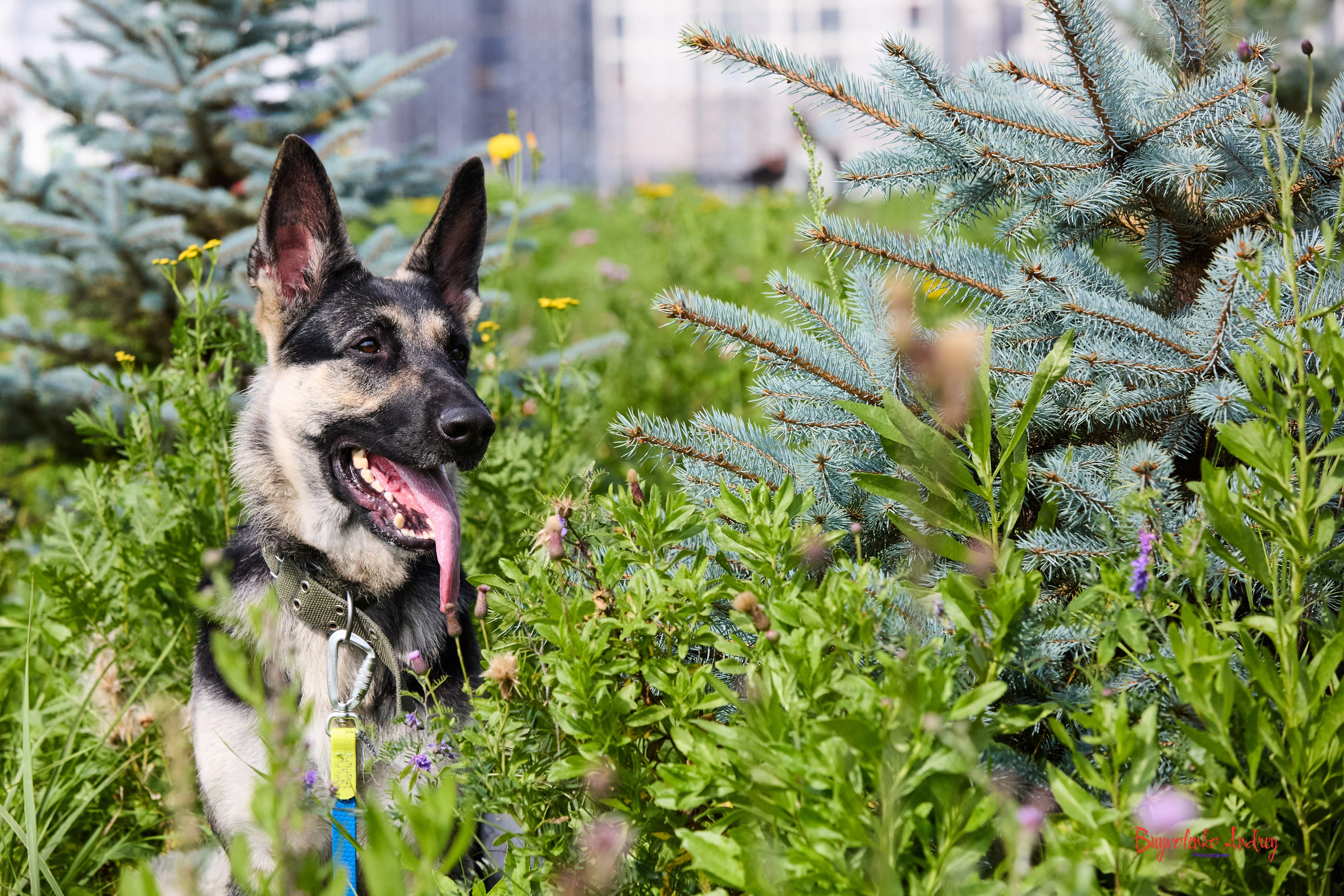 Проект фотопрогулка с хвостиком. Buyvolenko Andrey