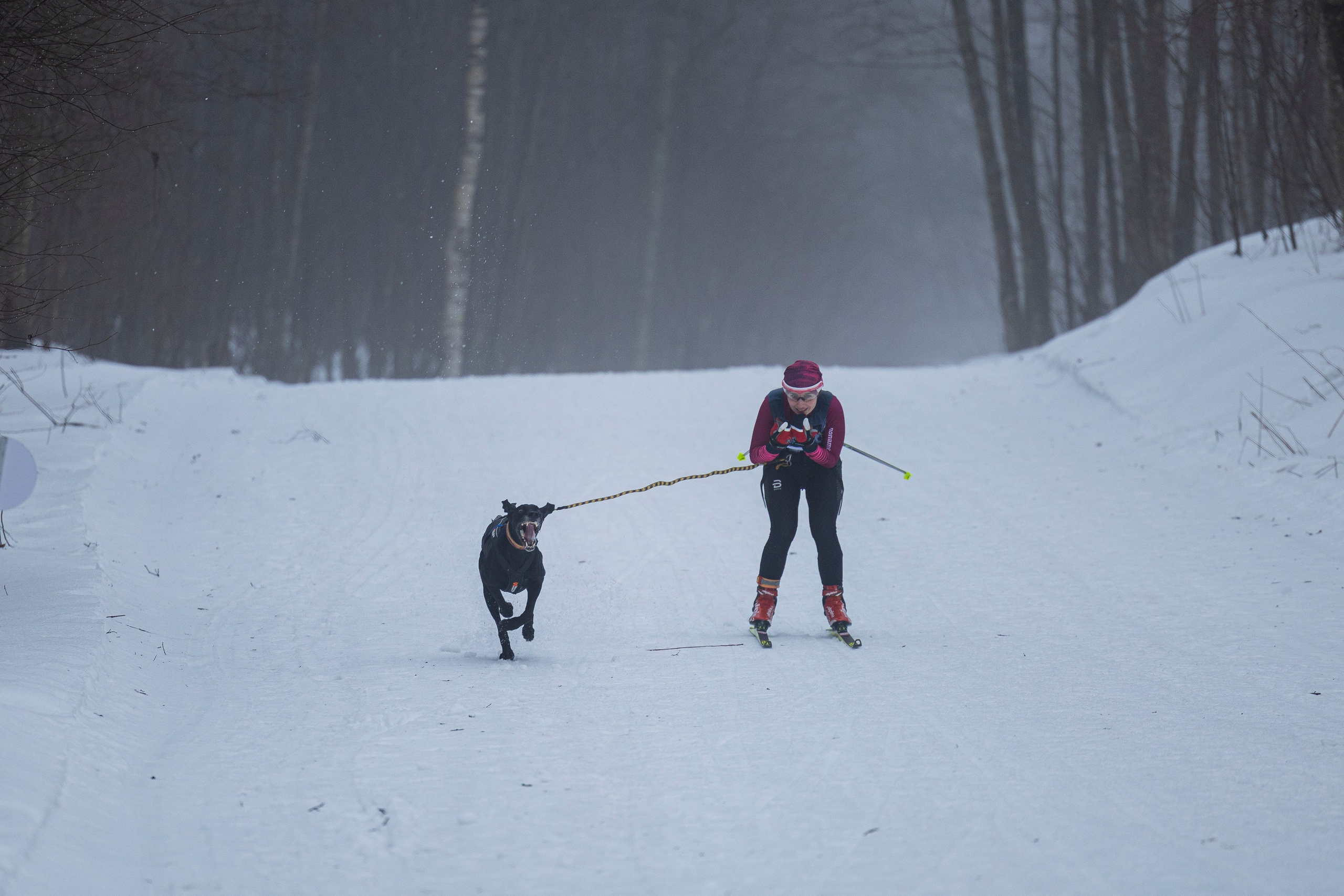 Зимний Чемпионат Санкт-Петербурга по ездовому спорту. Фотограф-анималист Анна Маринич