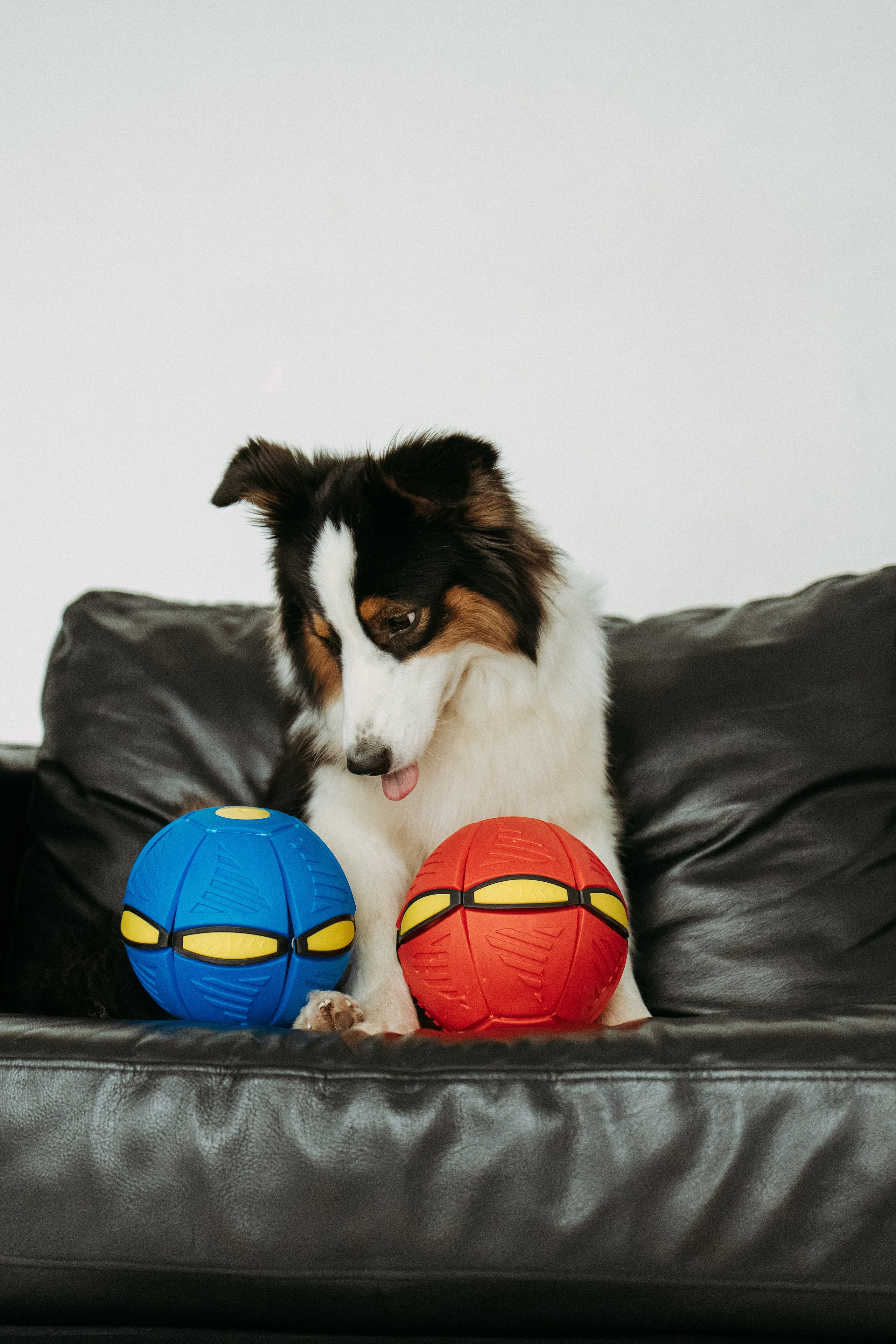 Мячи-попрыгуны. Фотораф — анималист Мария Шистка