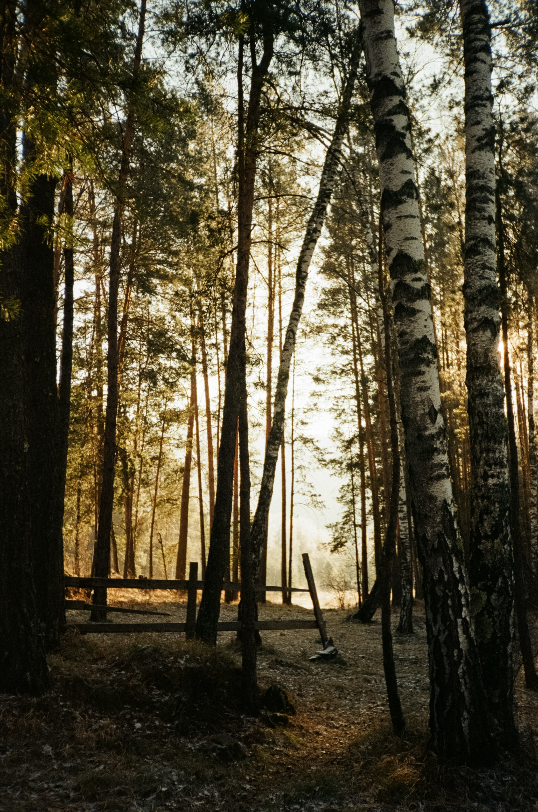 Дорога до Coffee Bus по Чемальскому тракту и Кедровый остров. Фотограф-документалист Мария Осокина