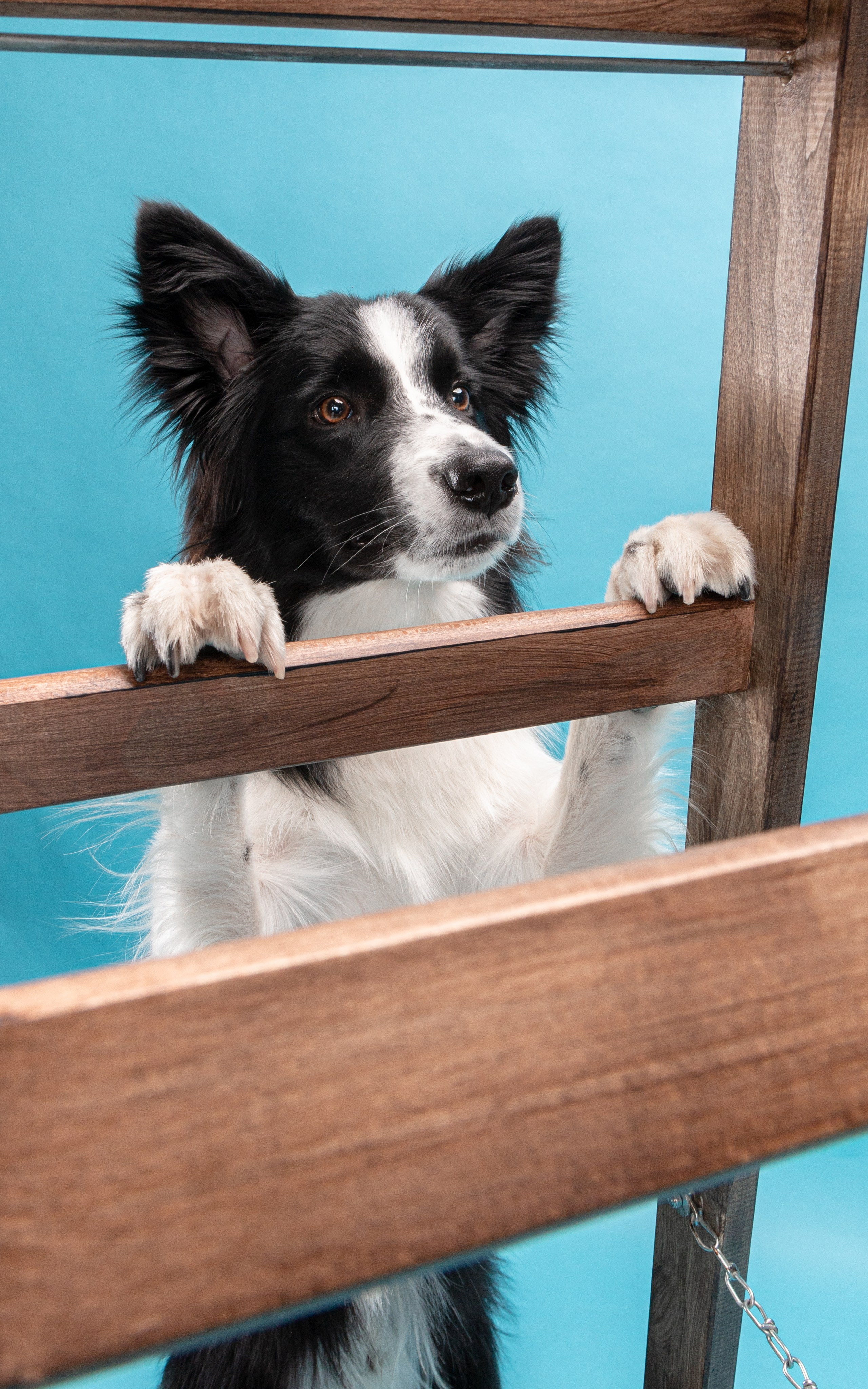 Фотосъёмка животных. Предметный и репортажный фотограф Алексей Кротов