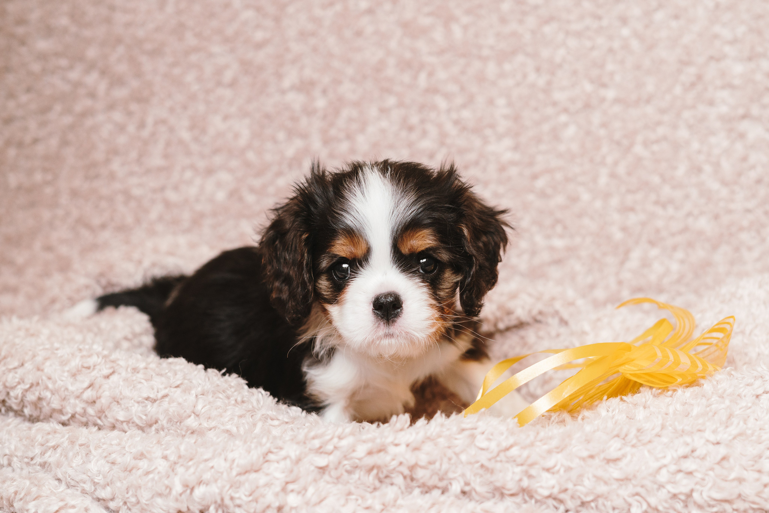 ККЧС. Фотограф анималист Осипчикова Мария