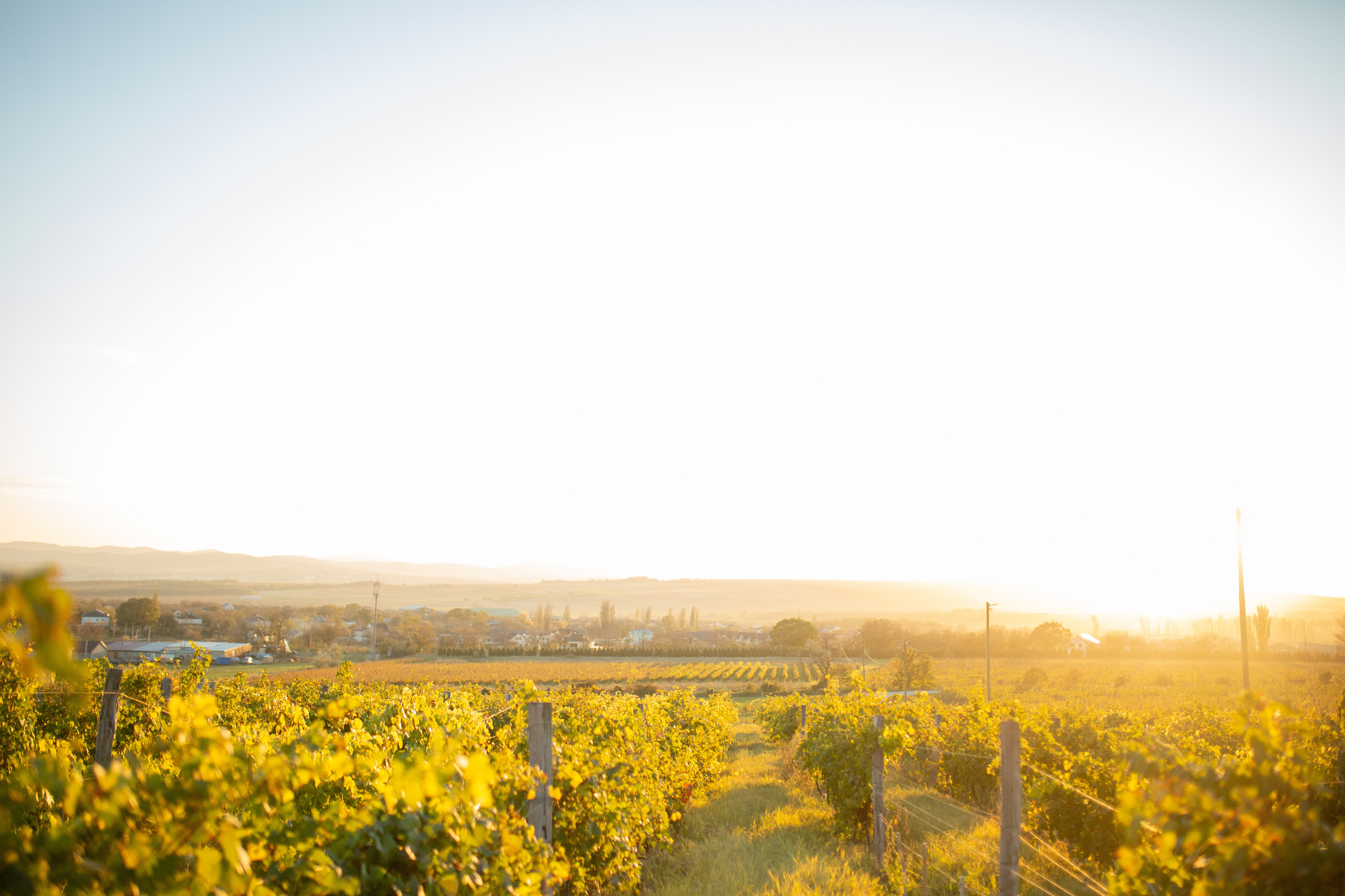 Анна & Александр. Свадебный фотограф Краснодар