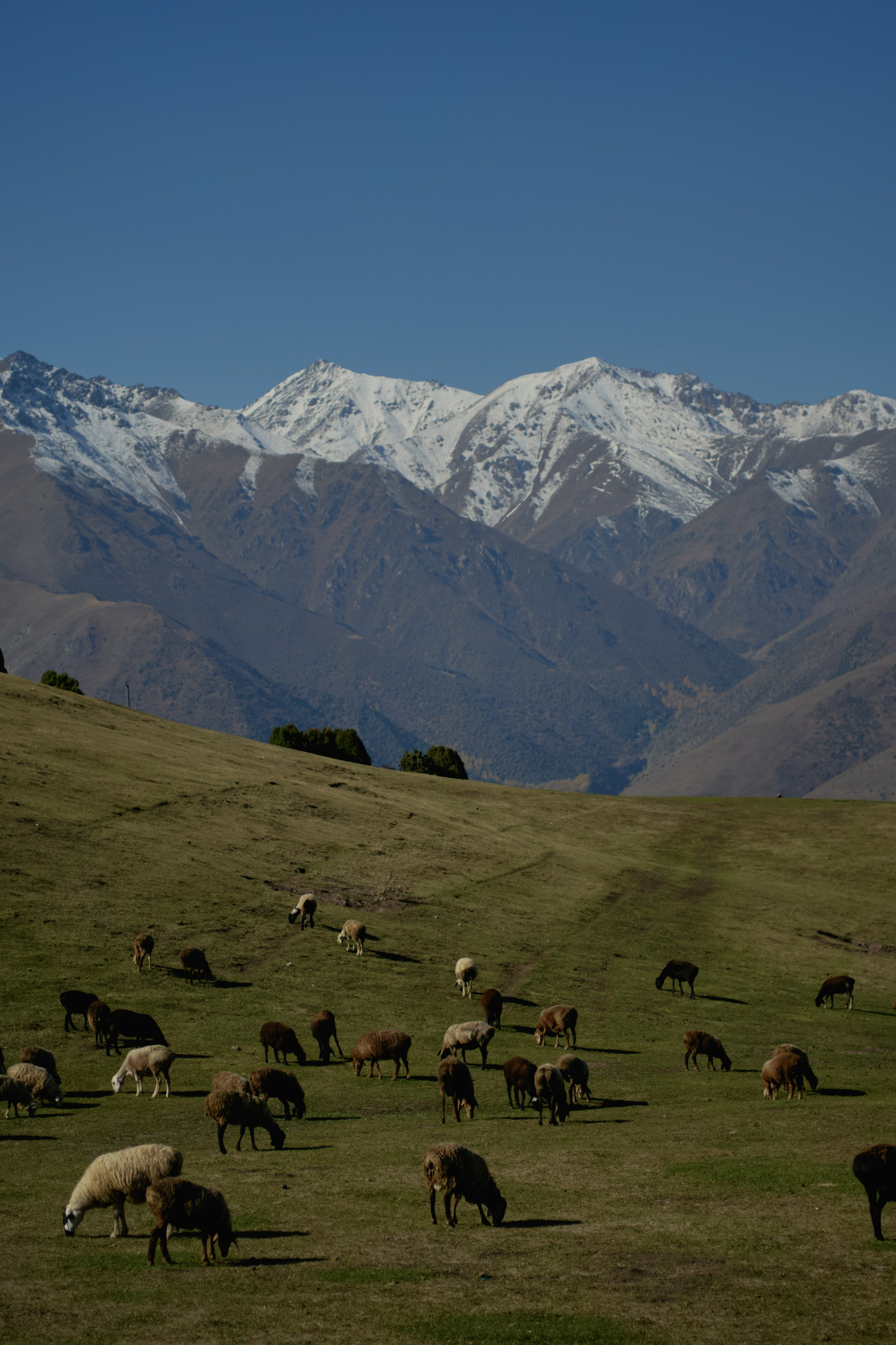 Кыргызтан. Профессиональный Фотограф во Владимире, в Москве и в Суздале — Полина Романычева