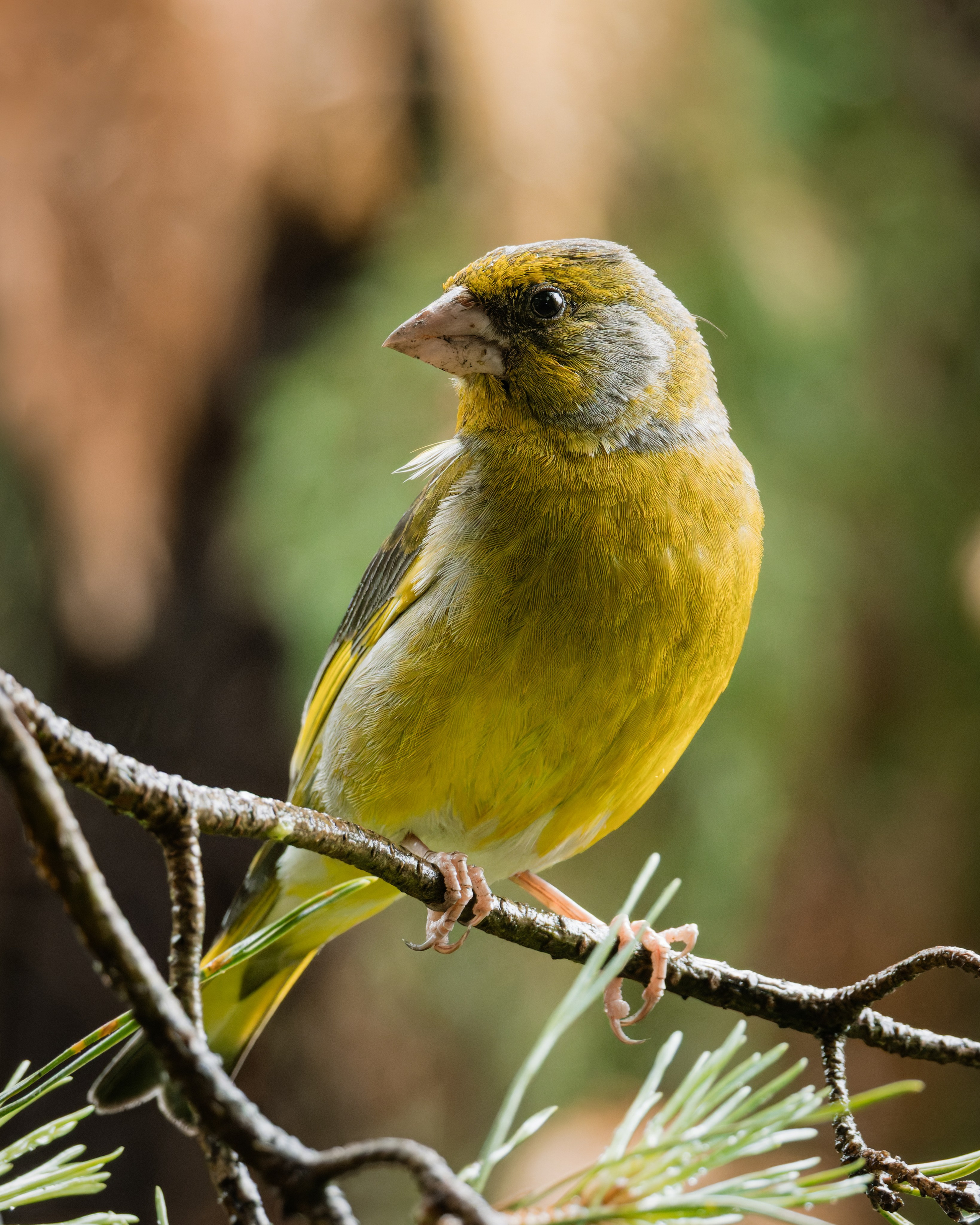 Lipetsk 2025. Anton Chernov | Wildlife photographer