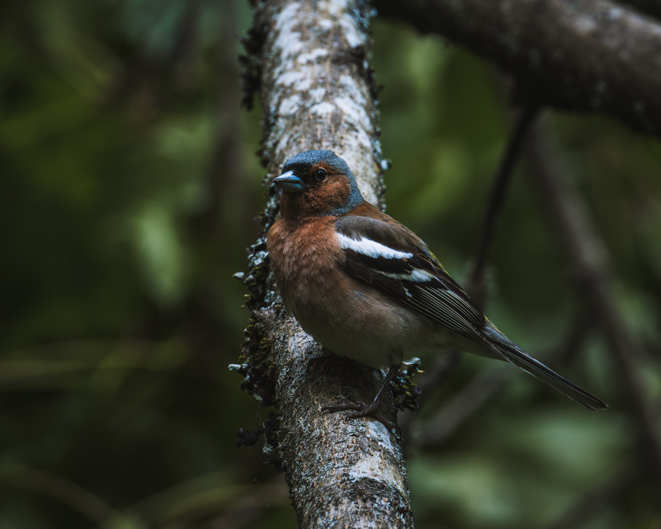 Smolensk 2025. Anton Chernov | Wildlife photographer
