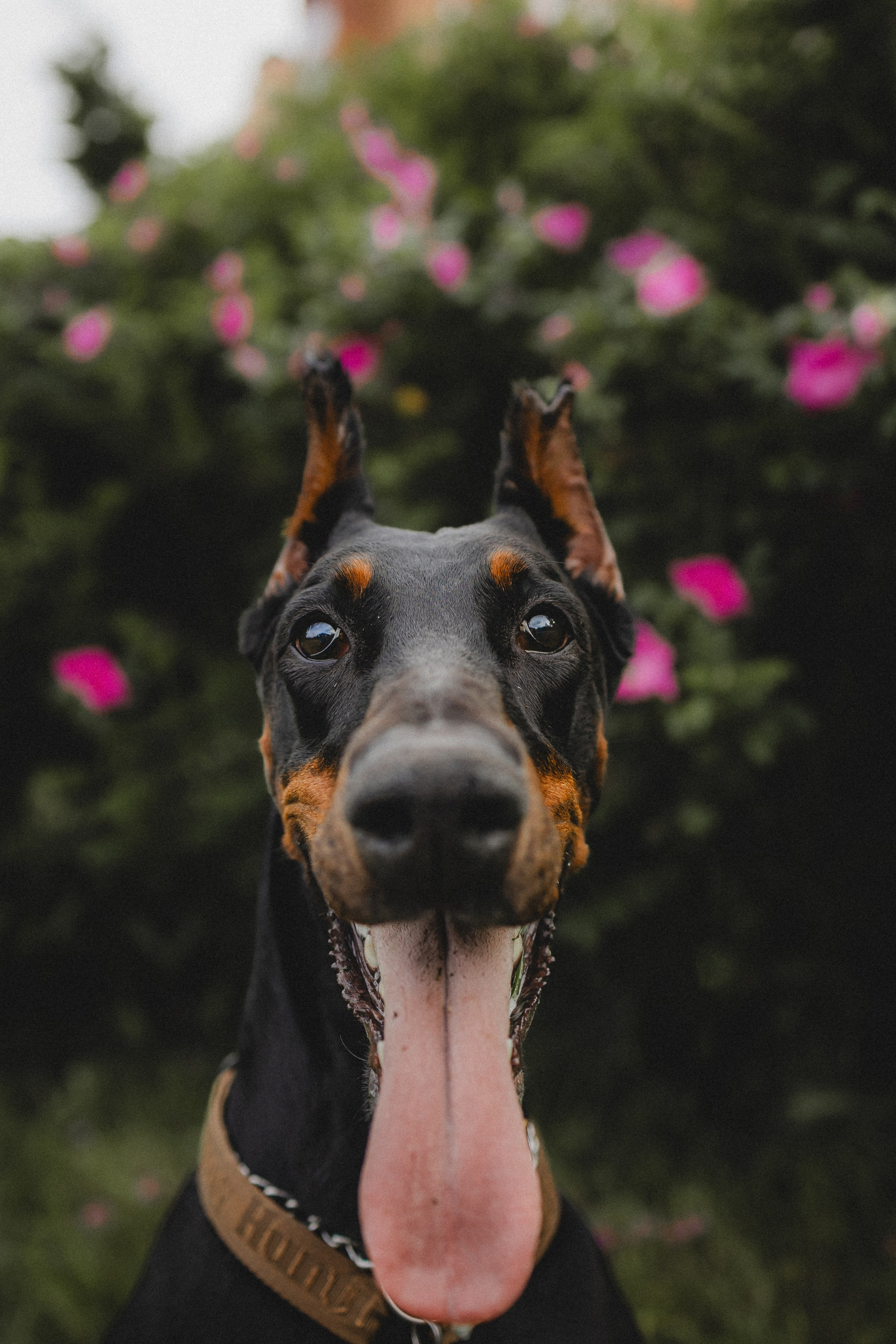 Паша, Хайди и Тея