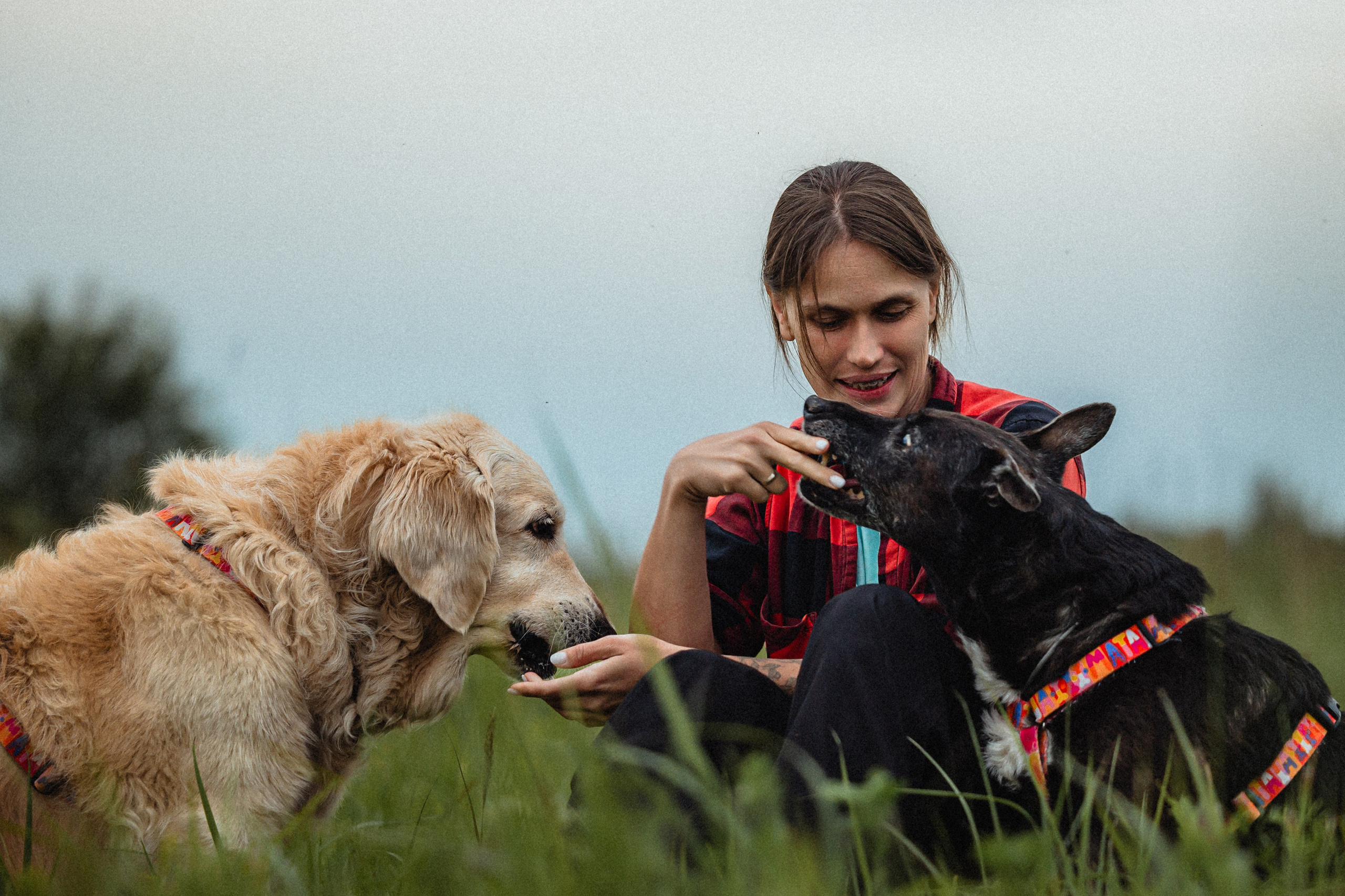 Выездной дог-тренинг от школы «Шерсть имею»