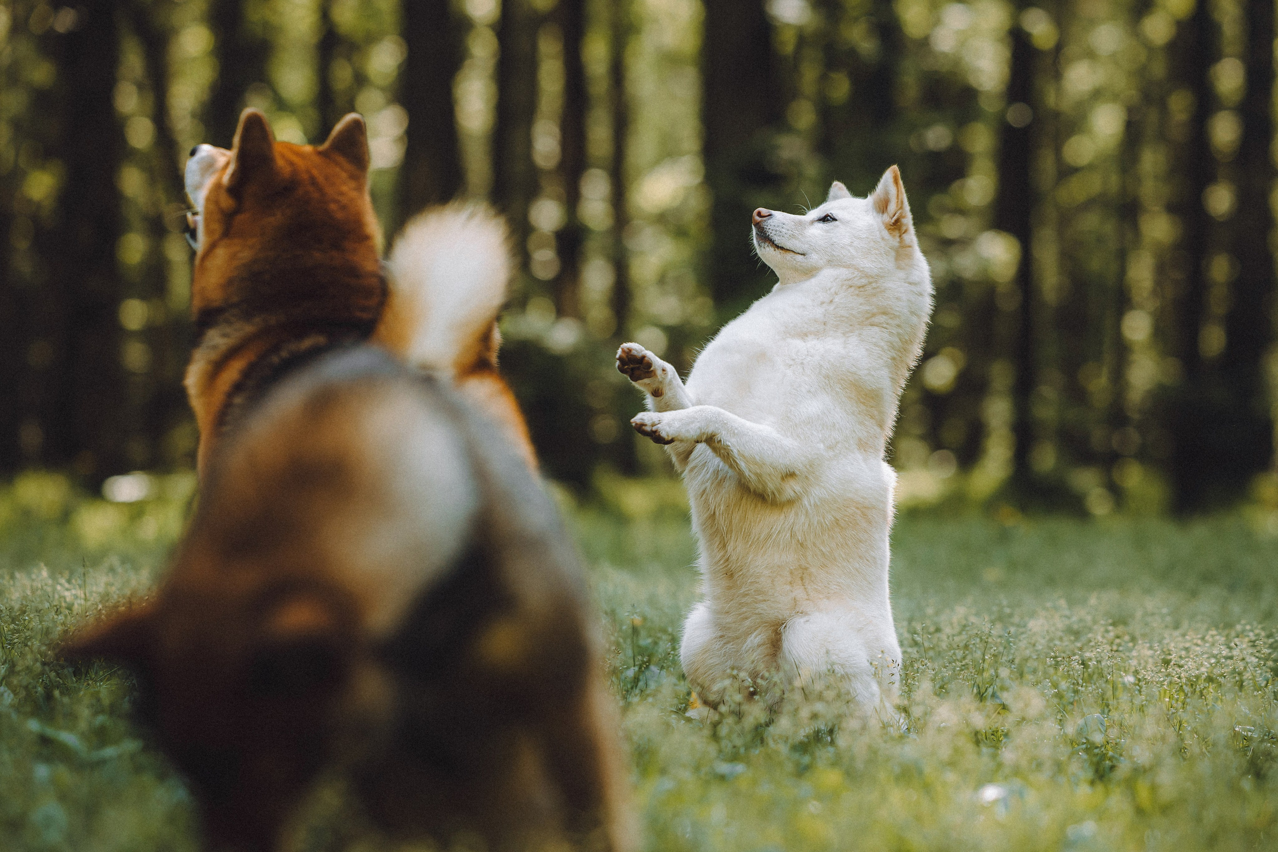 Шед, Цири, Чиби, Цера и их семья