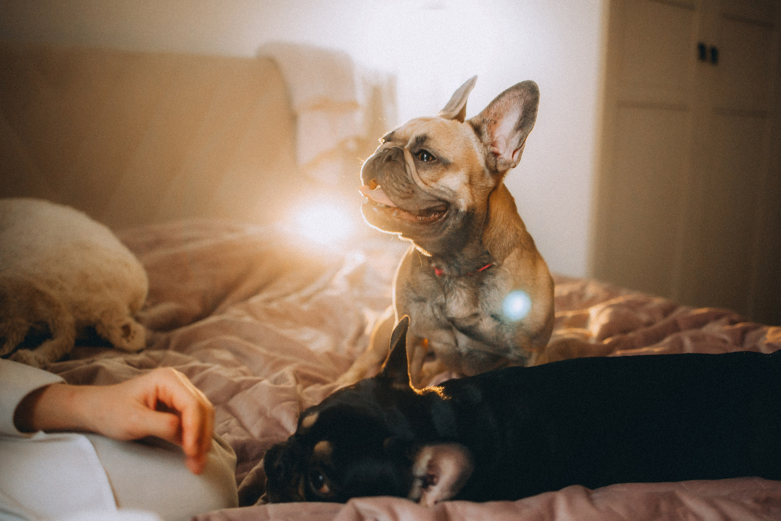 Юля, Мия и Зек