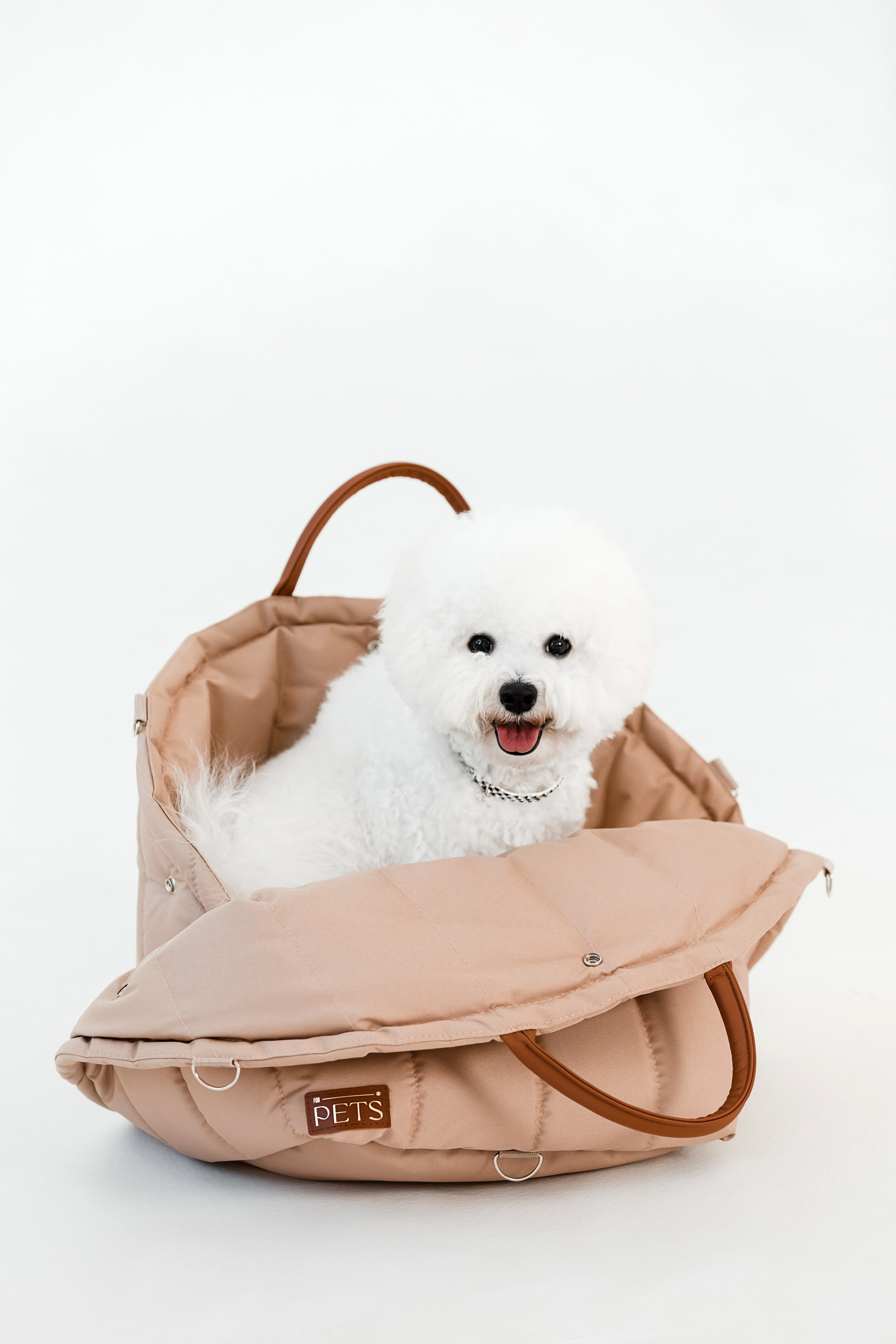 Бишон-фризе. Фотограф-анималист в Краснодаре Маша Мельникова