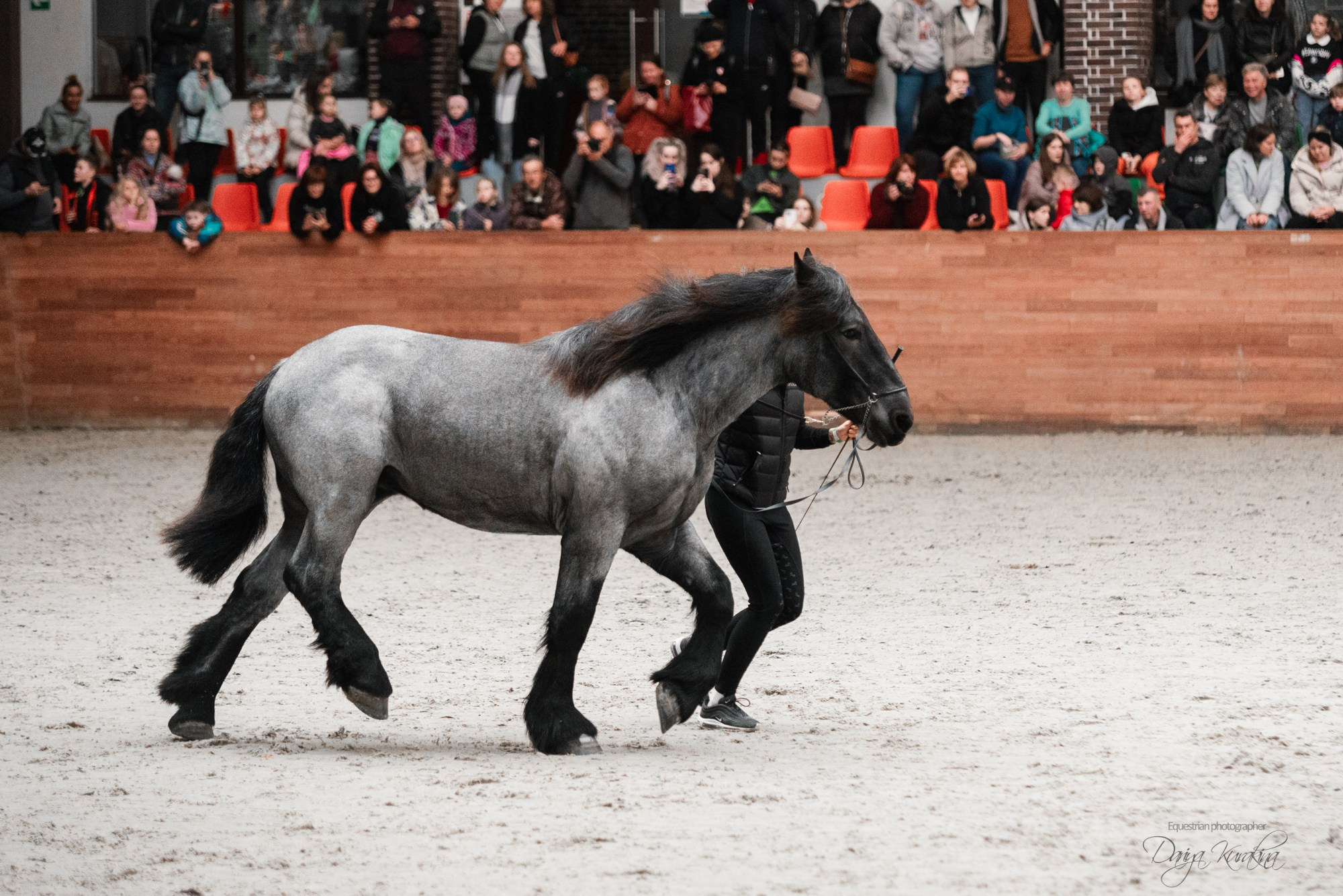 8-я международная выставка Конная Россия. Конный фотограф Куракина Дарья • Фотосессии с лошадьми