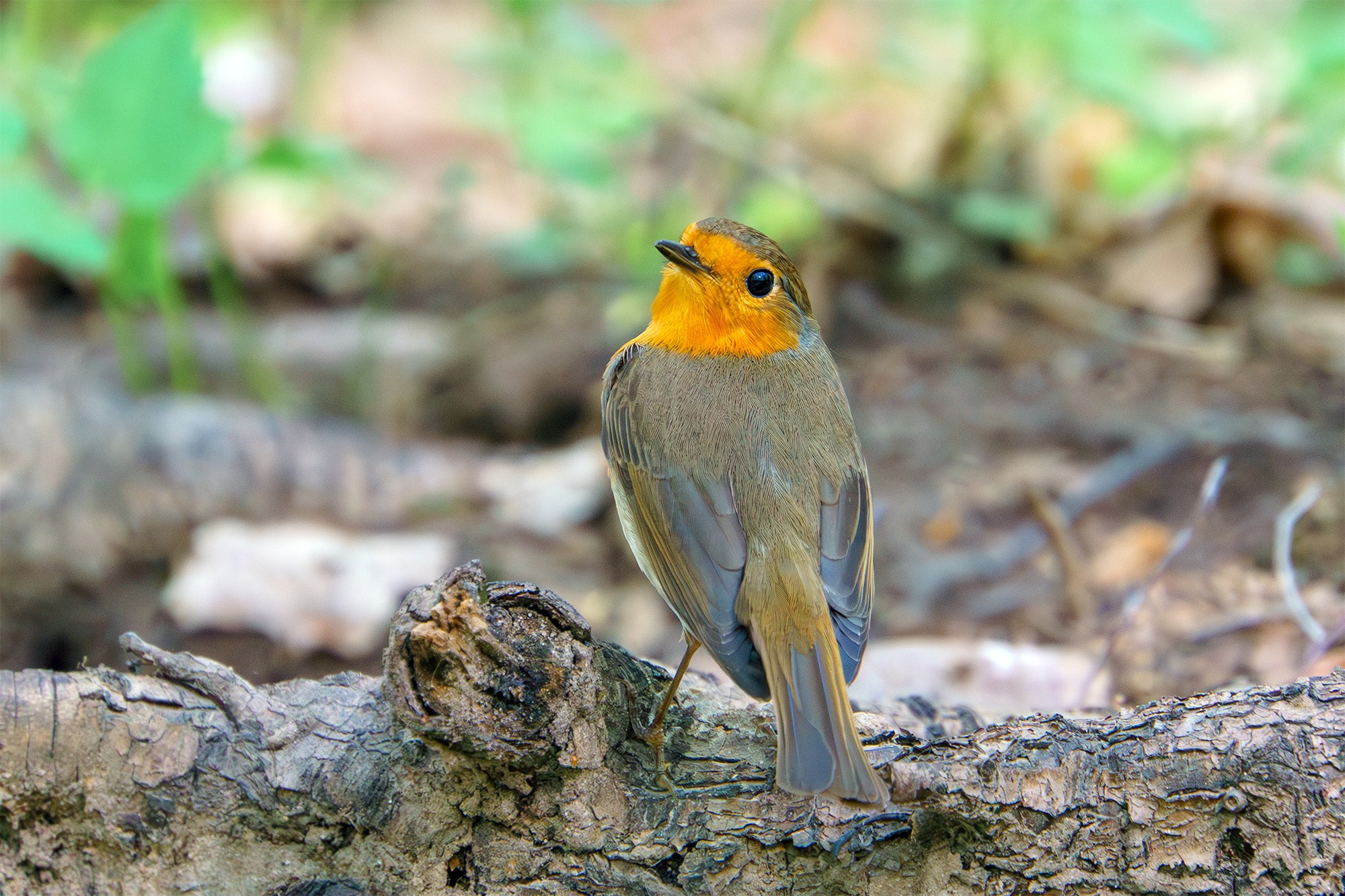 Удивительные мир птиц. Вокруг нас столько прекрасного — присмотритесь!. Ваш личный фотограф Марина Волкова