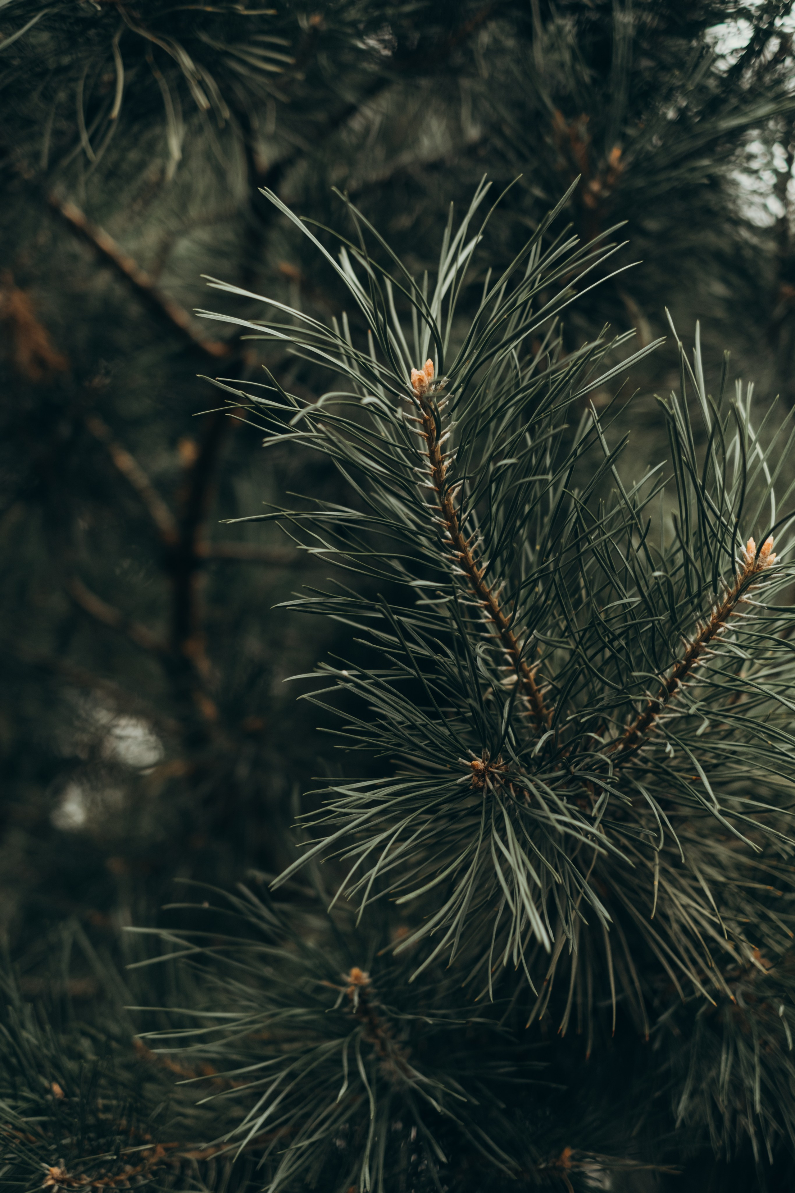 Воспоминания, которые мы создаем с семьей- бесценны. Фотограф в Москве Ольга Елоева