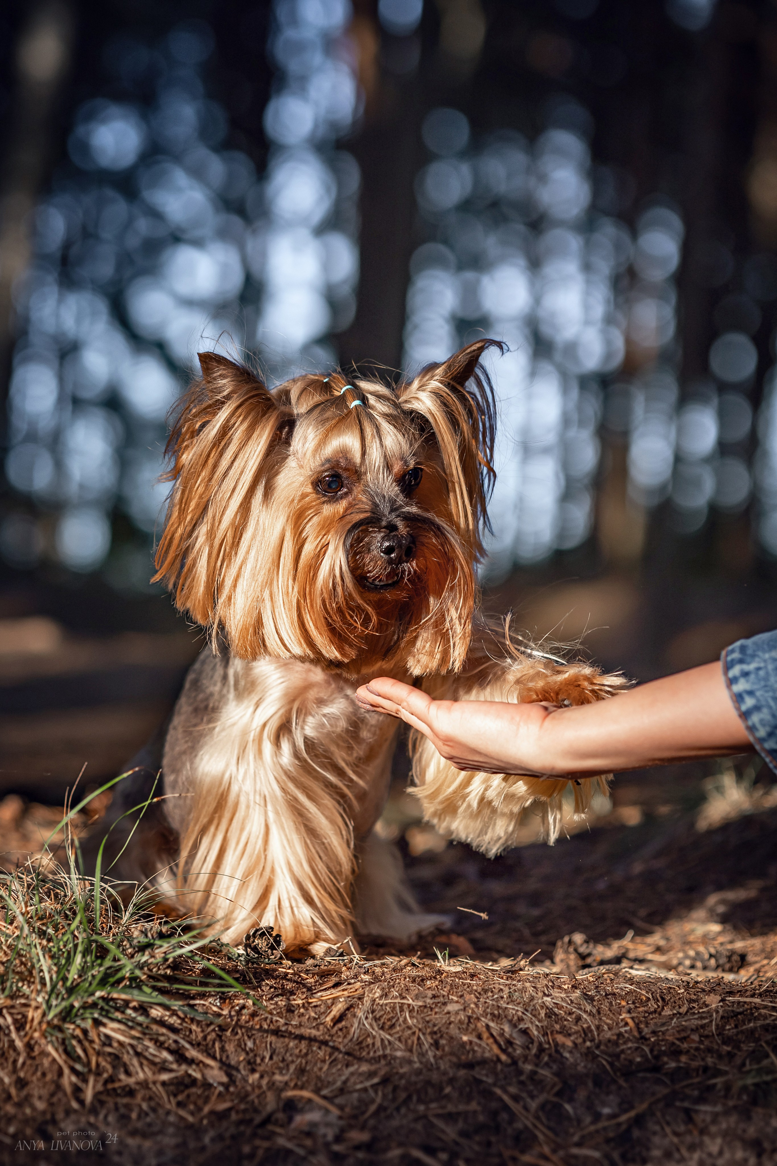 Катя и йорки. Фотограф анималист Аня Ливанова | Рыбинск