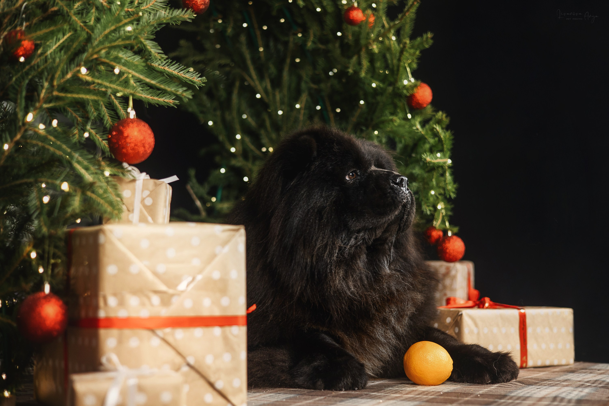 Фотодень_1 2025. Фотограф анималист Аня Ливанова | Рыбинск