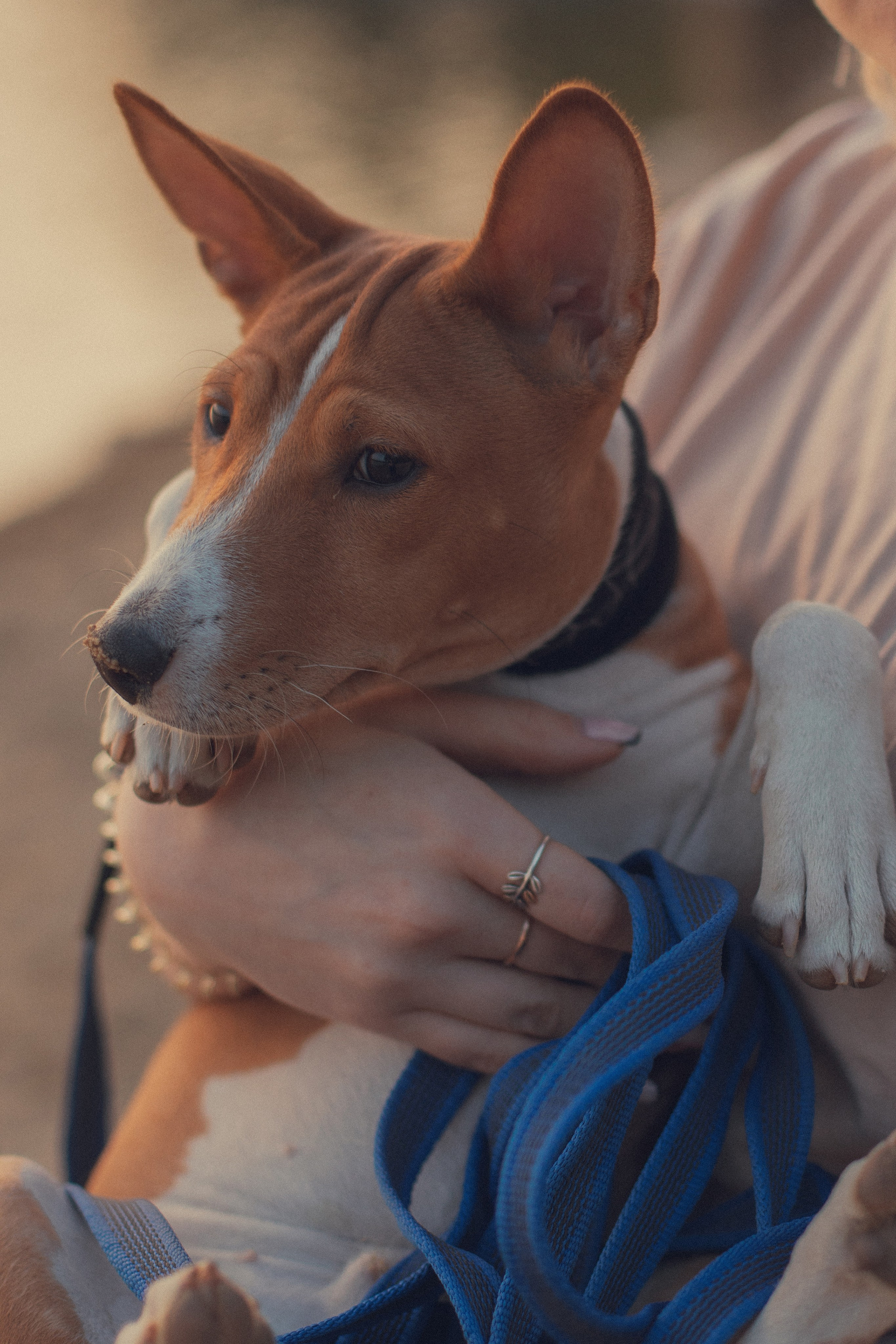 Фотосессия с питомцем. Бьюти- и портретный фотограф в Москве Полли Максимова. Создаю съёмки и делаю ретушь для брендов косметики и рекламы