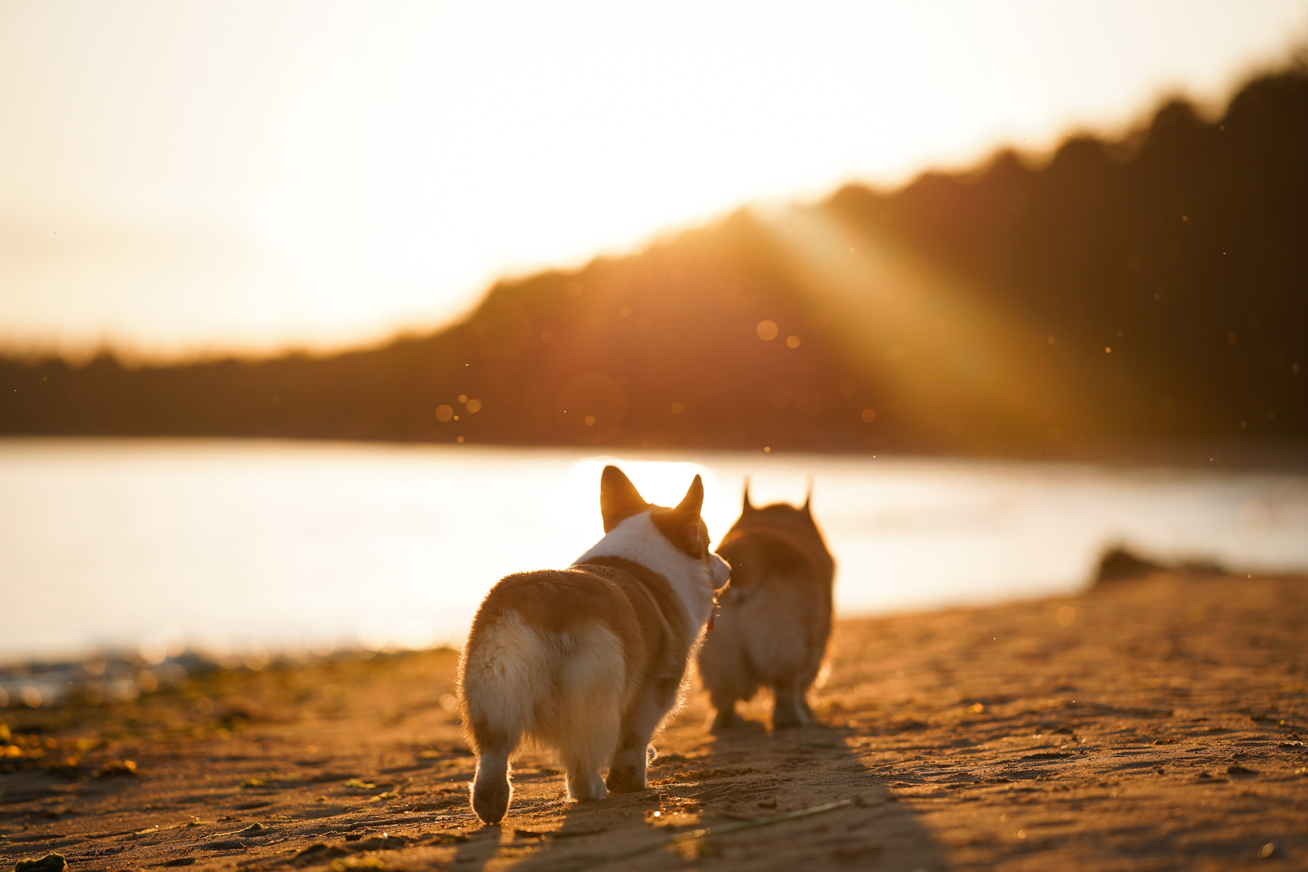 Катя Алиса и коржики. Фотограф-анималист в Санкт-Петербурге Яна Мартынова