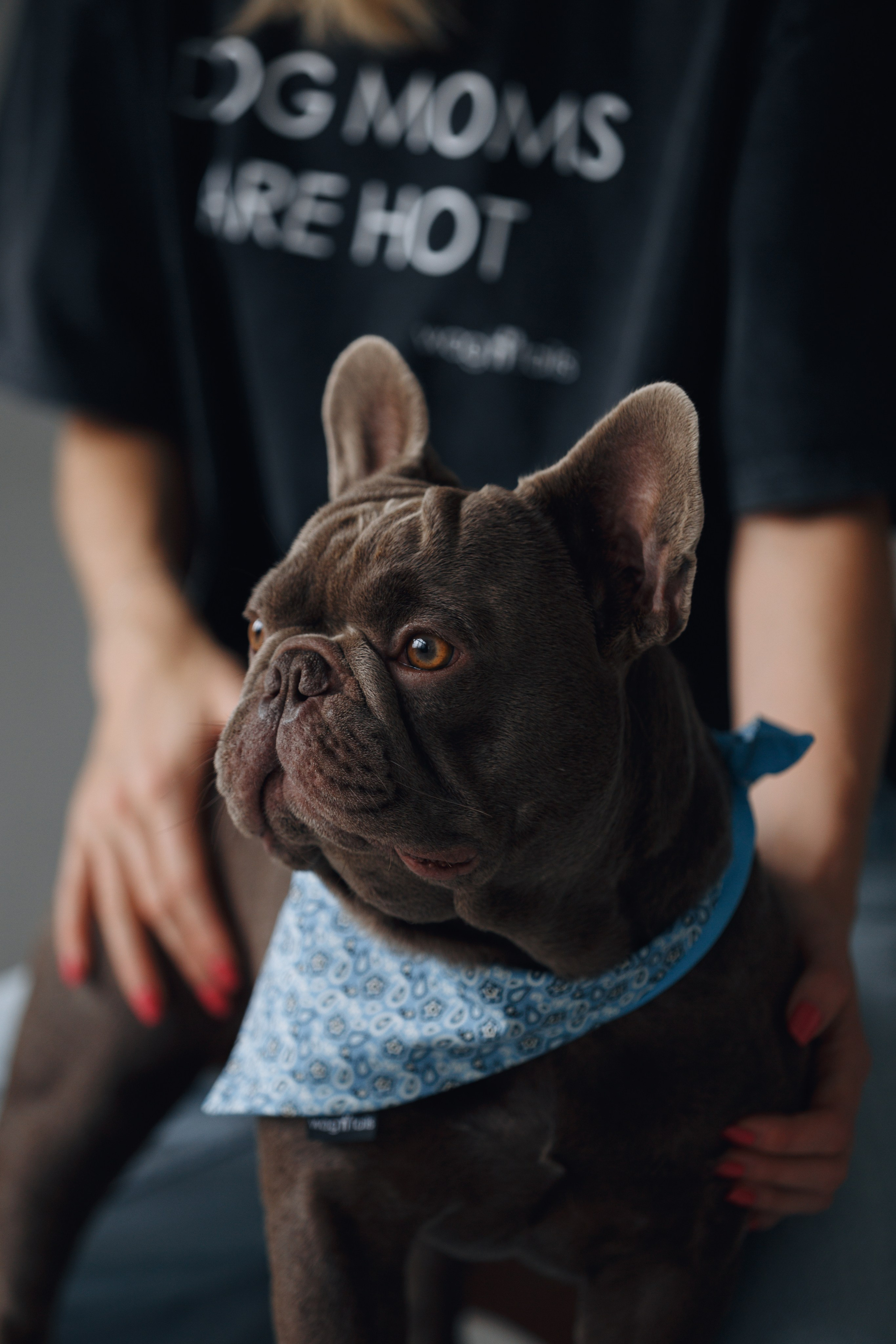 Wag'n'tails аксессуары для животных. Фотограф анималист Кристина Карпова, Москва