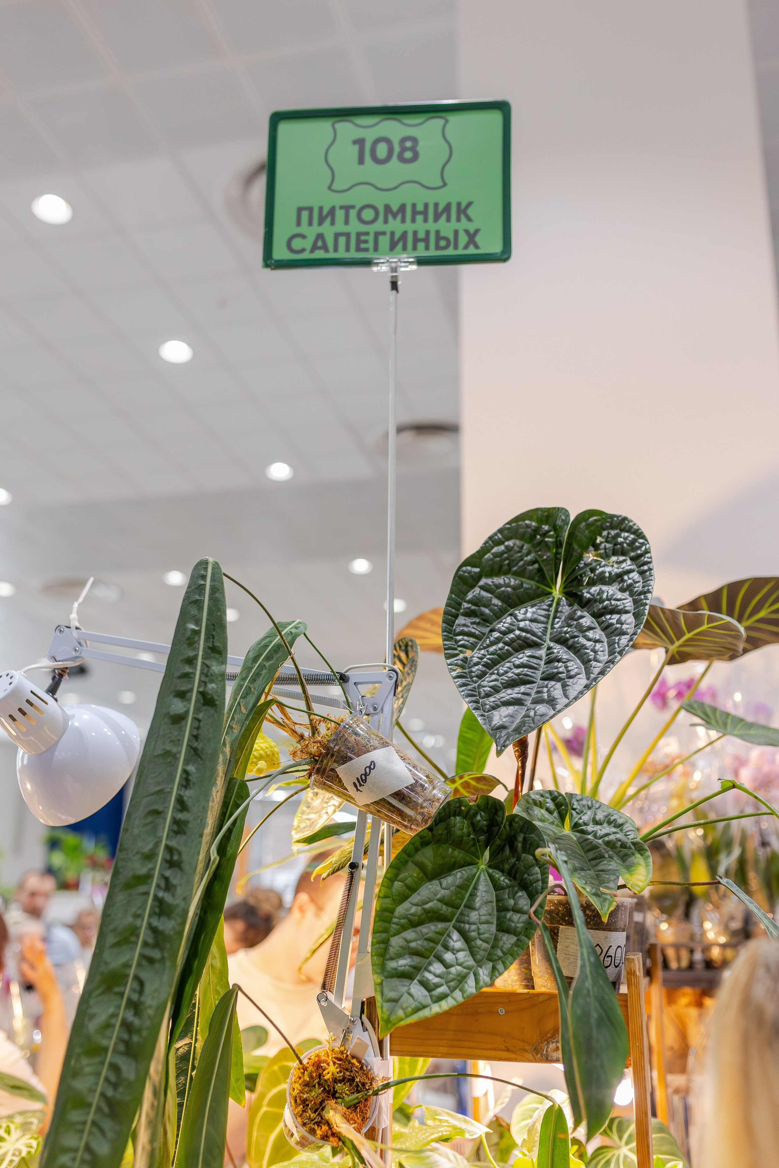 Орхидиум май 2026. Александра Куликова фотограф, Москва