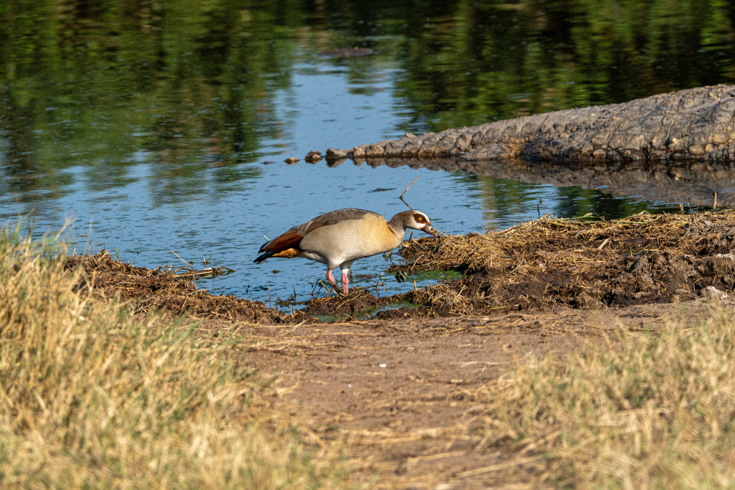 Танзания, сафари, 2025. Творческие сьемки
