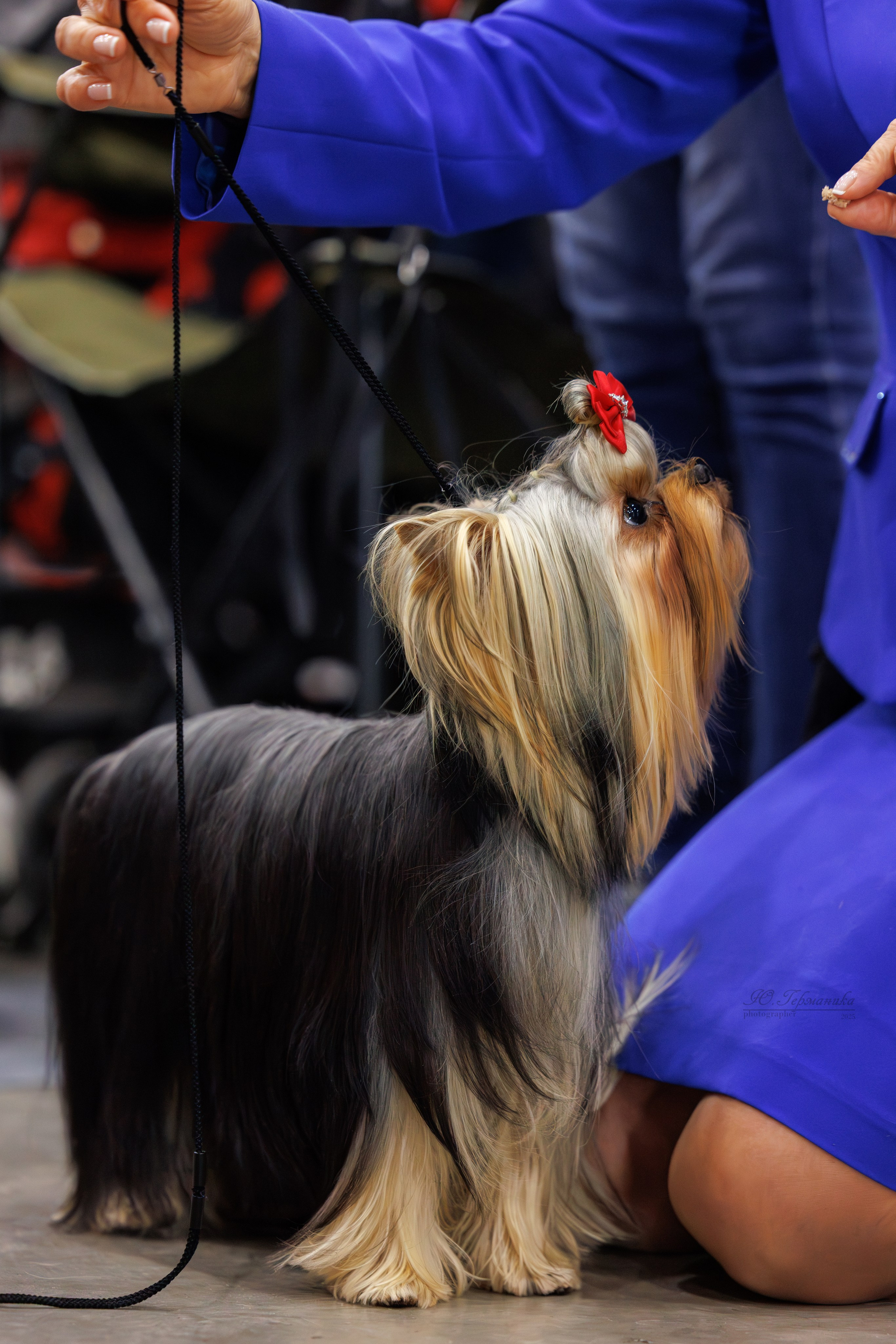 Питер 12-13.12.2025. Фотограф-анималист Юлия Германика