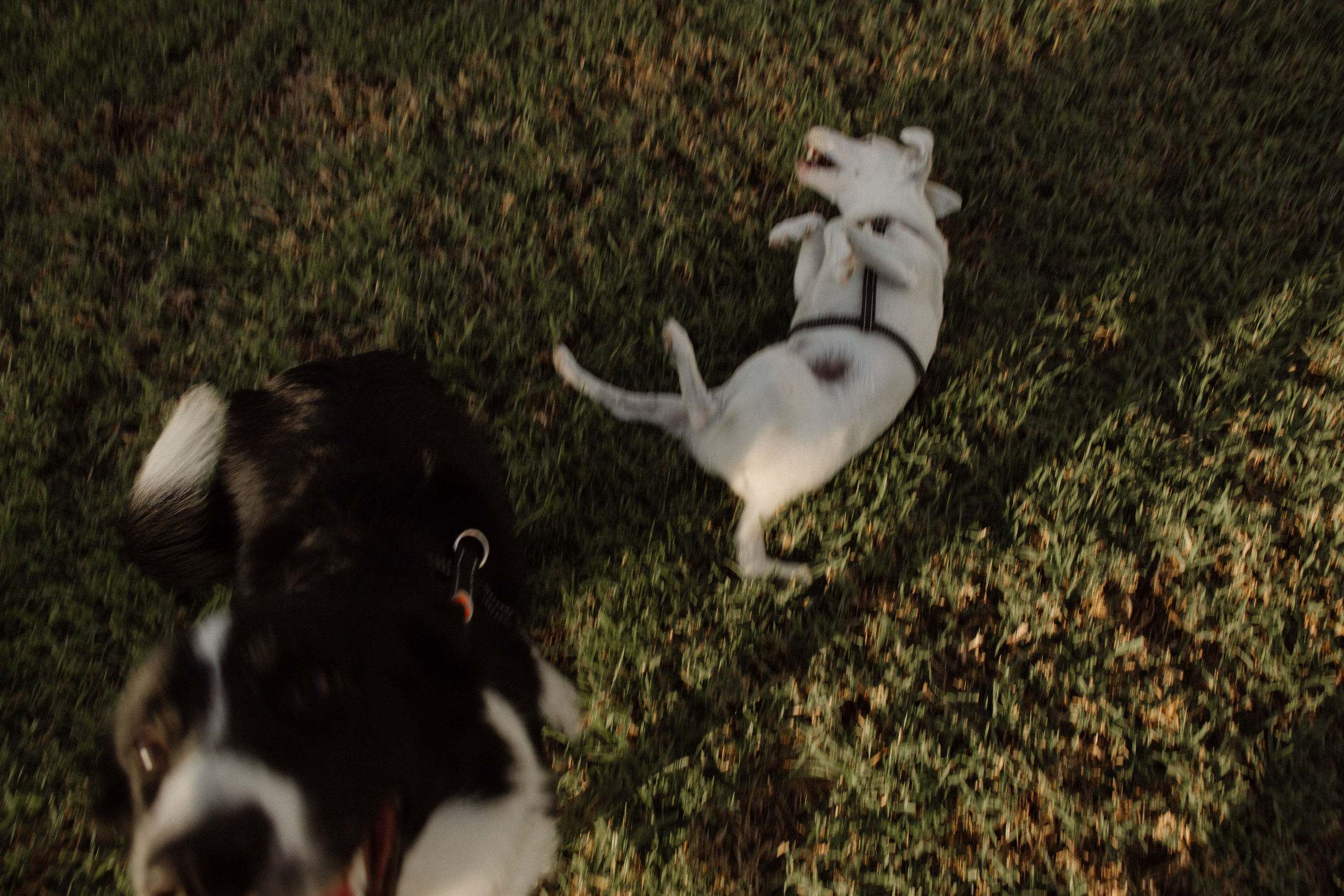 Melymko fam. Portrait, family and pet photographer in Cyprus, Ksenia Bourdelle