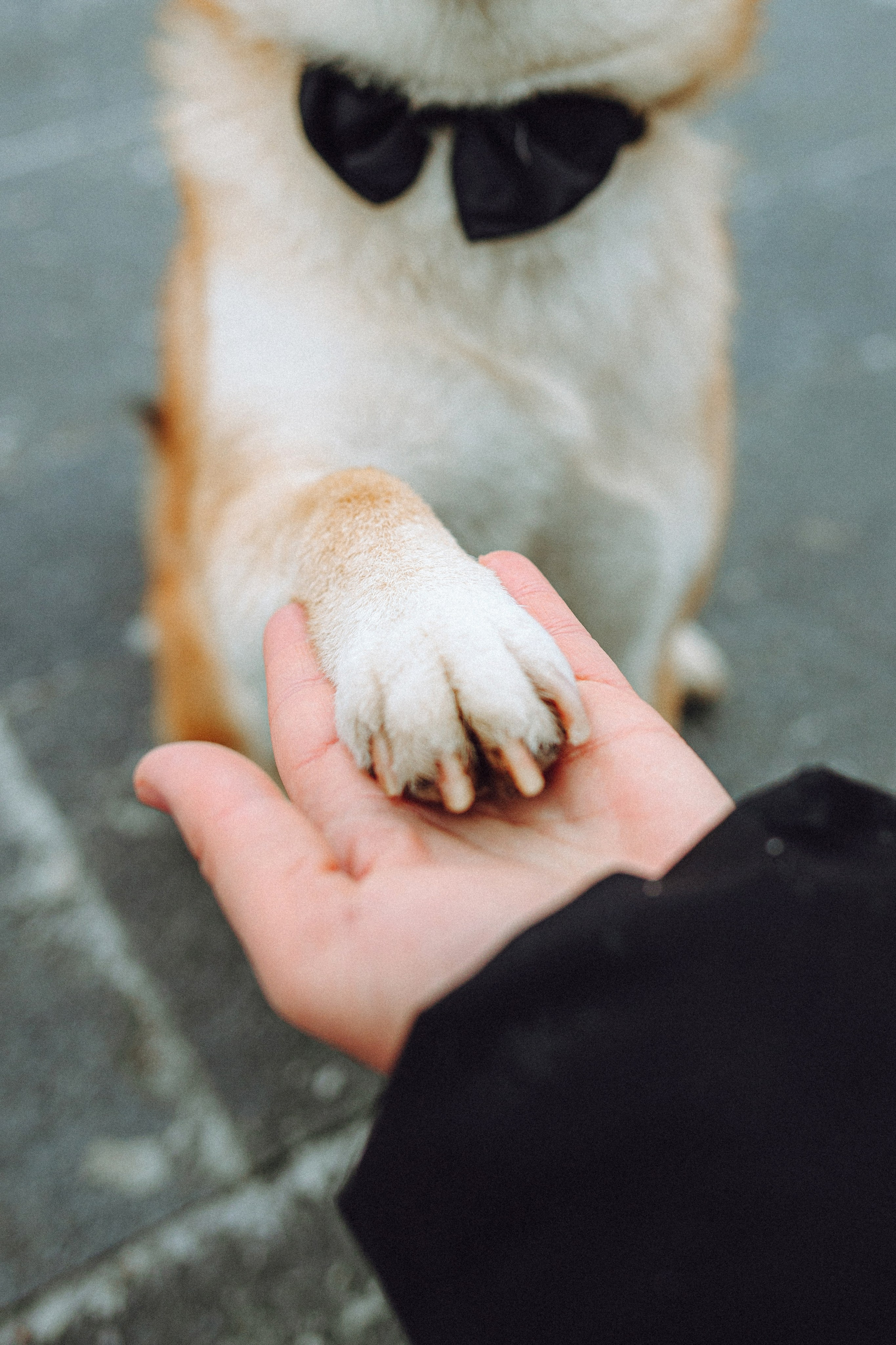 Настя и Ронин