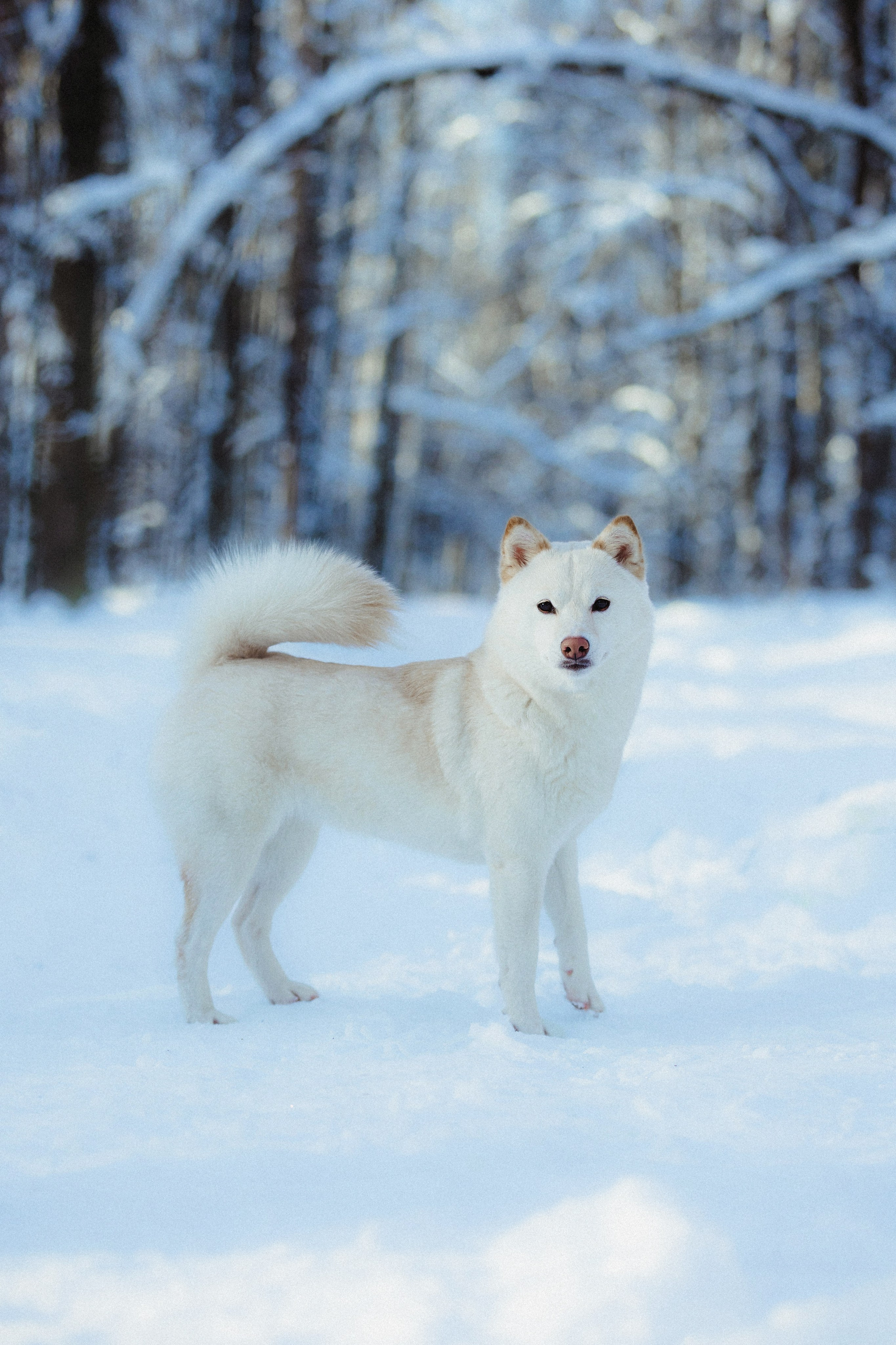 Шед, Цири и Ира
