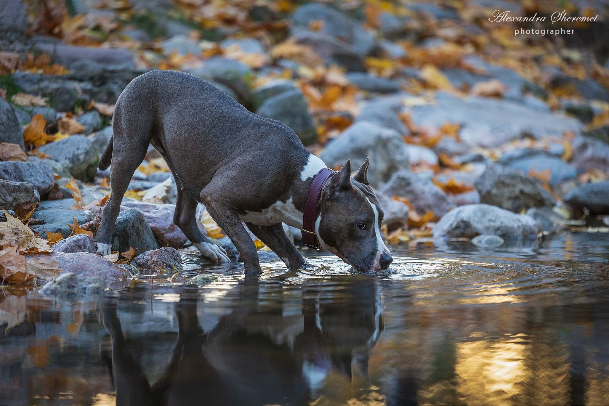 Шерри. Фотограф-анималист Александра Шеремет