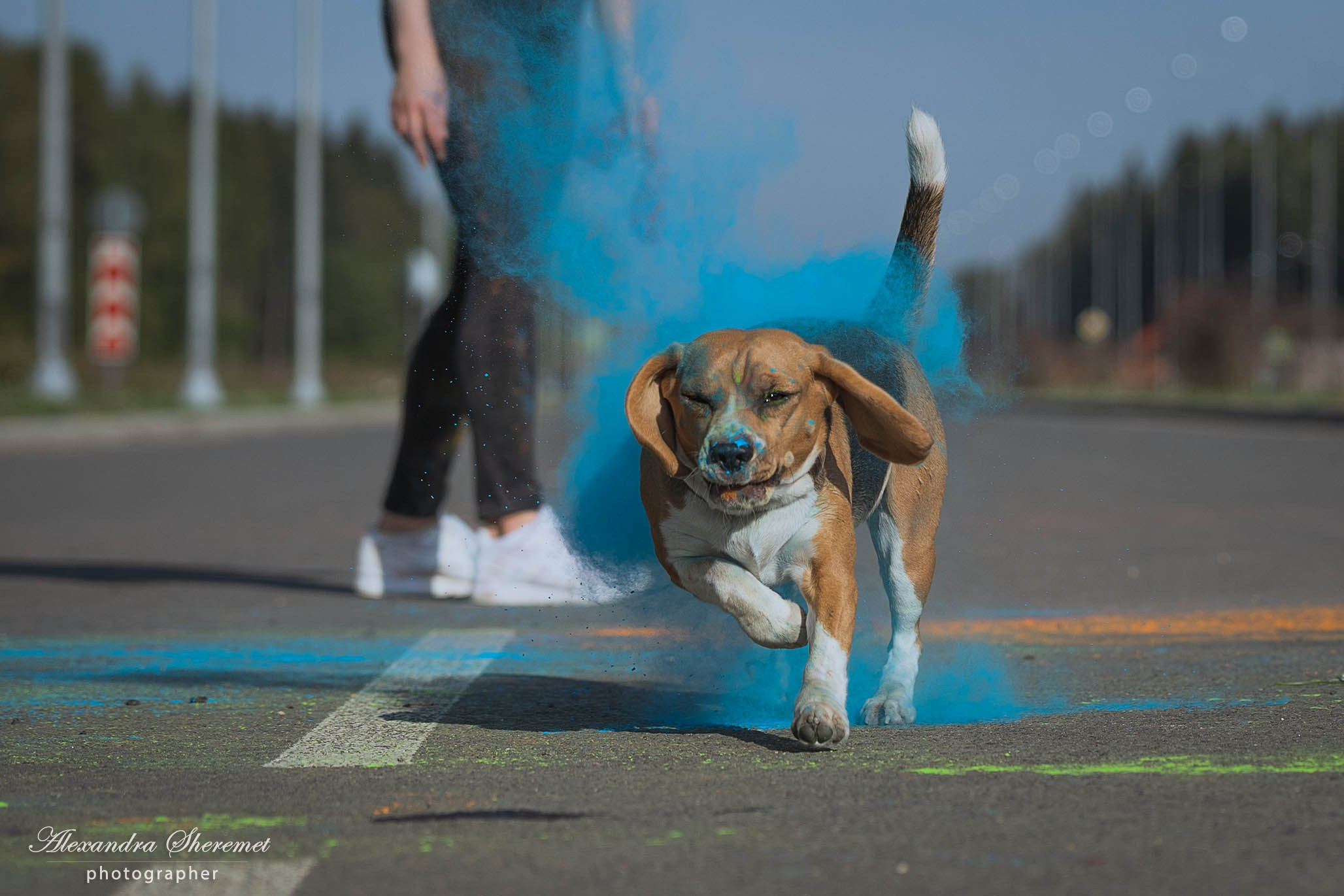 Холли. Фотограф-анималист Александра Шеремет
