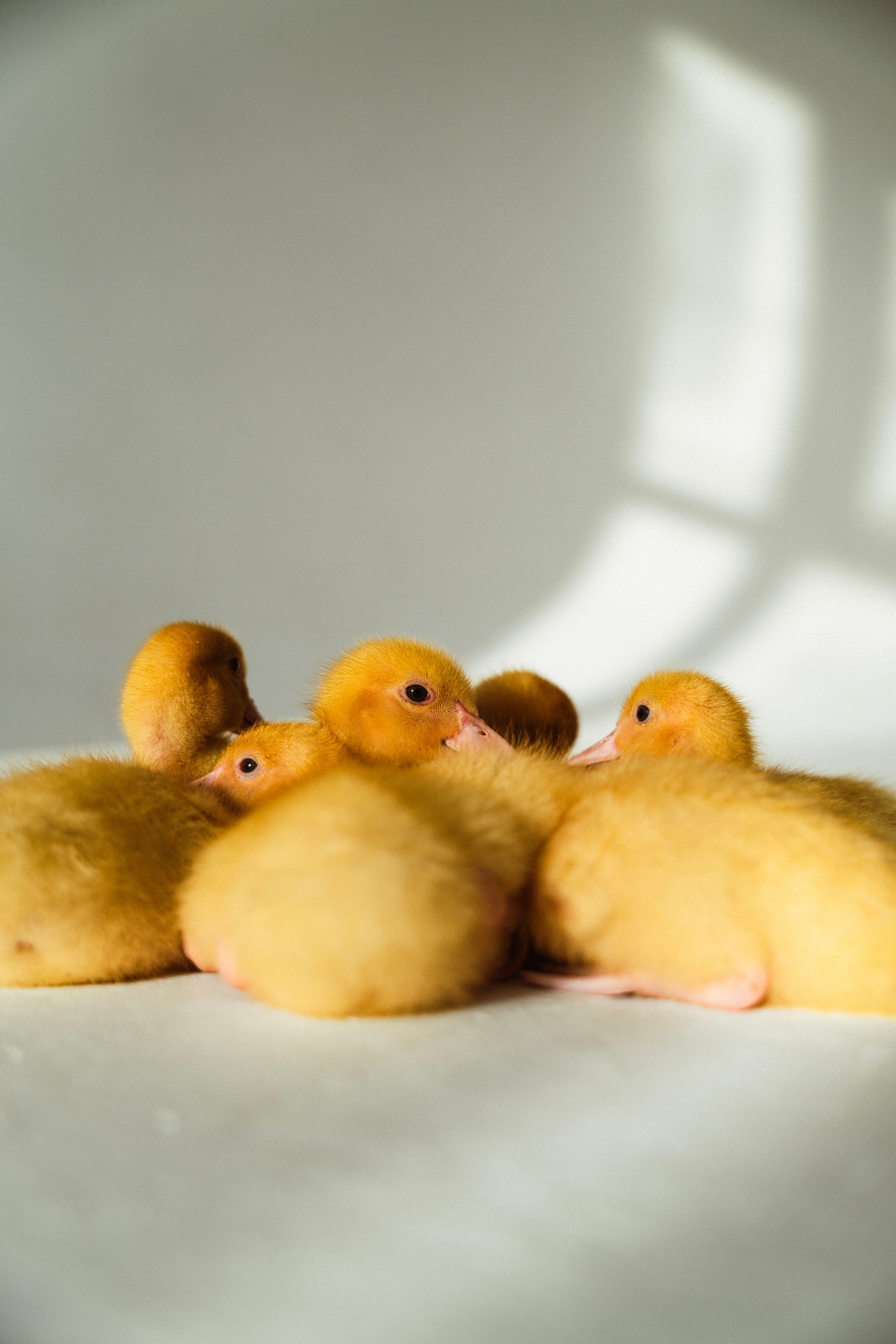 Немного Утят. Главная