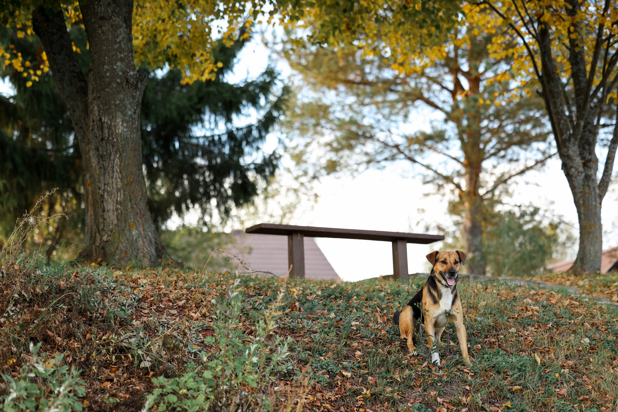 Прогулка на природе. Фотограф-анималист Полина Колкова | Москва