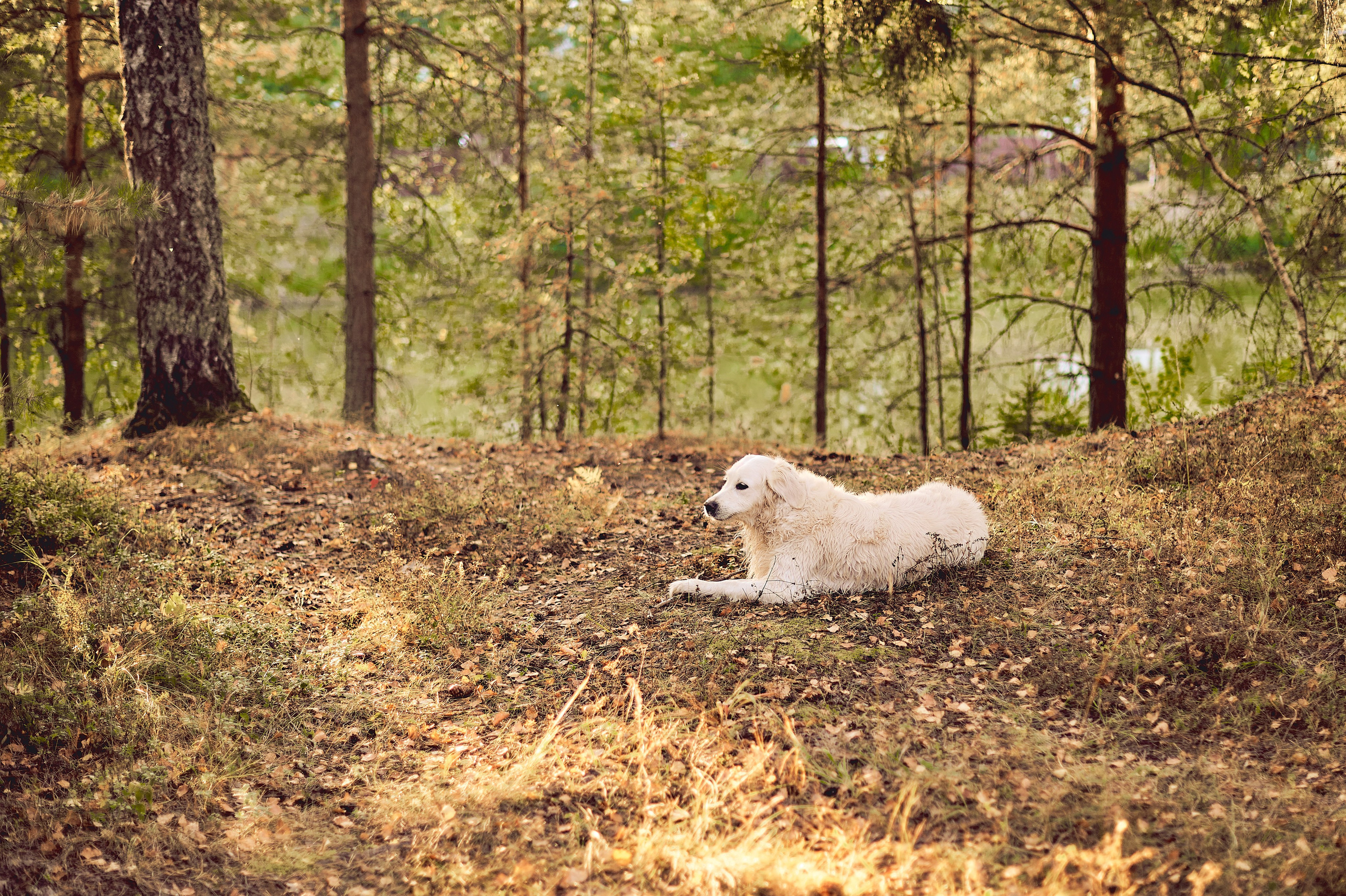 МАРТУШЕ 18. Свадебный и семейный фотограф РИТА БОЧКАРЁВА