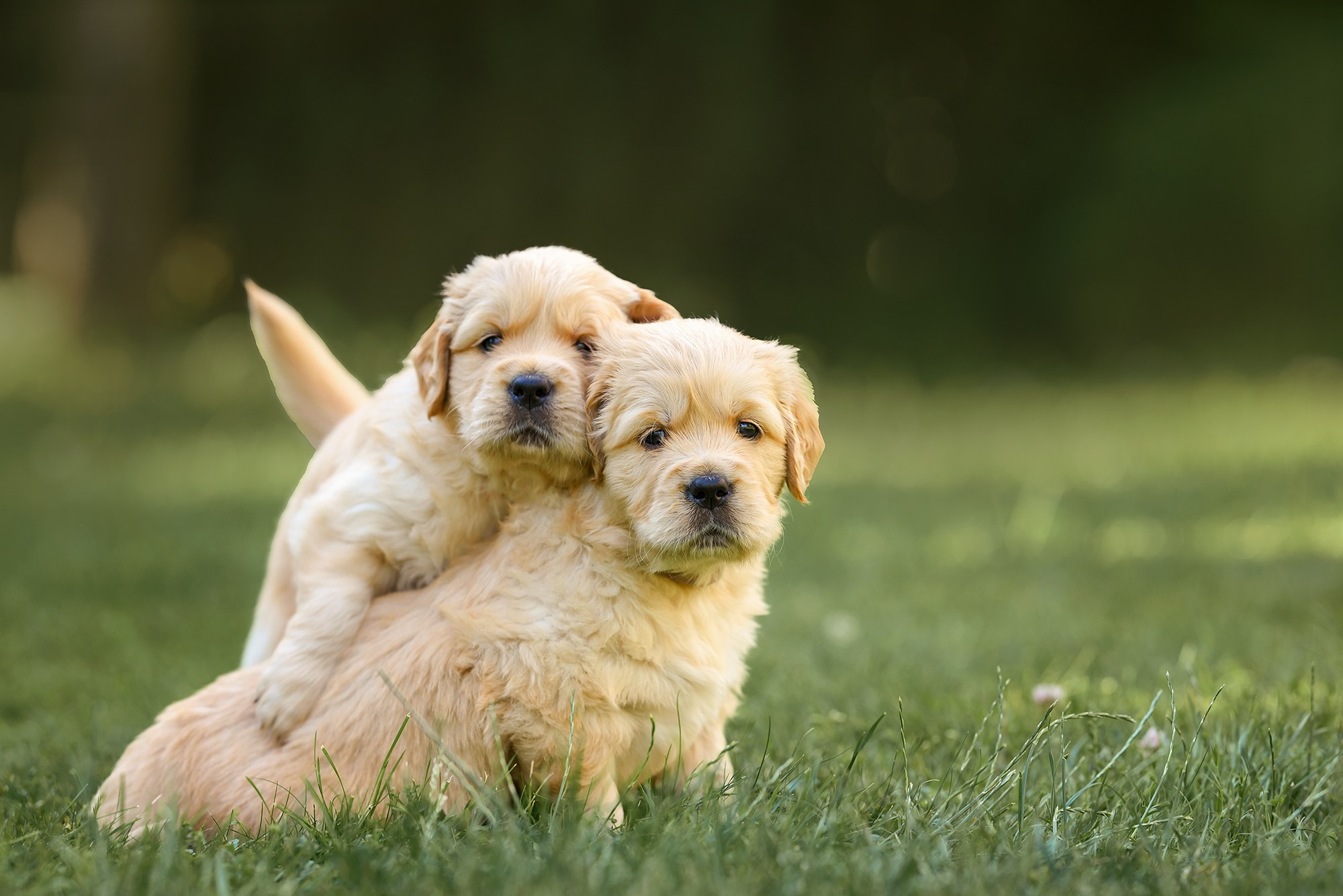 Животные. Семейный фотограф в Минске Виктория Дубровская