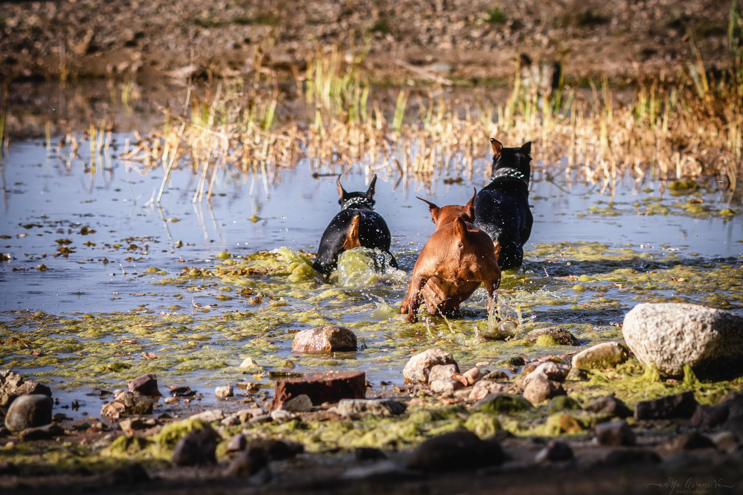 Мия — Тайсон — Марси и Лена. Фотограф анималист Аня Ливанова | Рыбинск